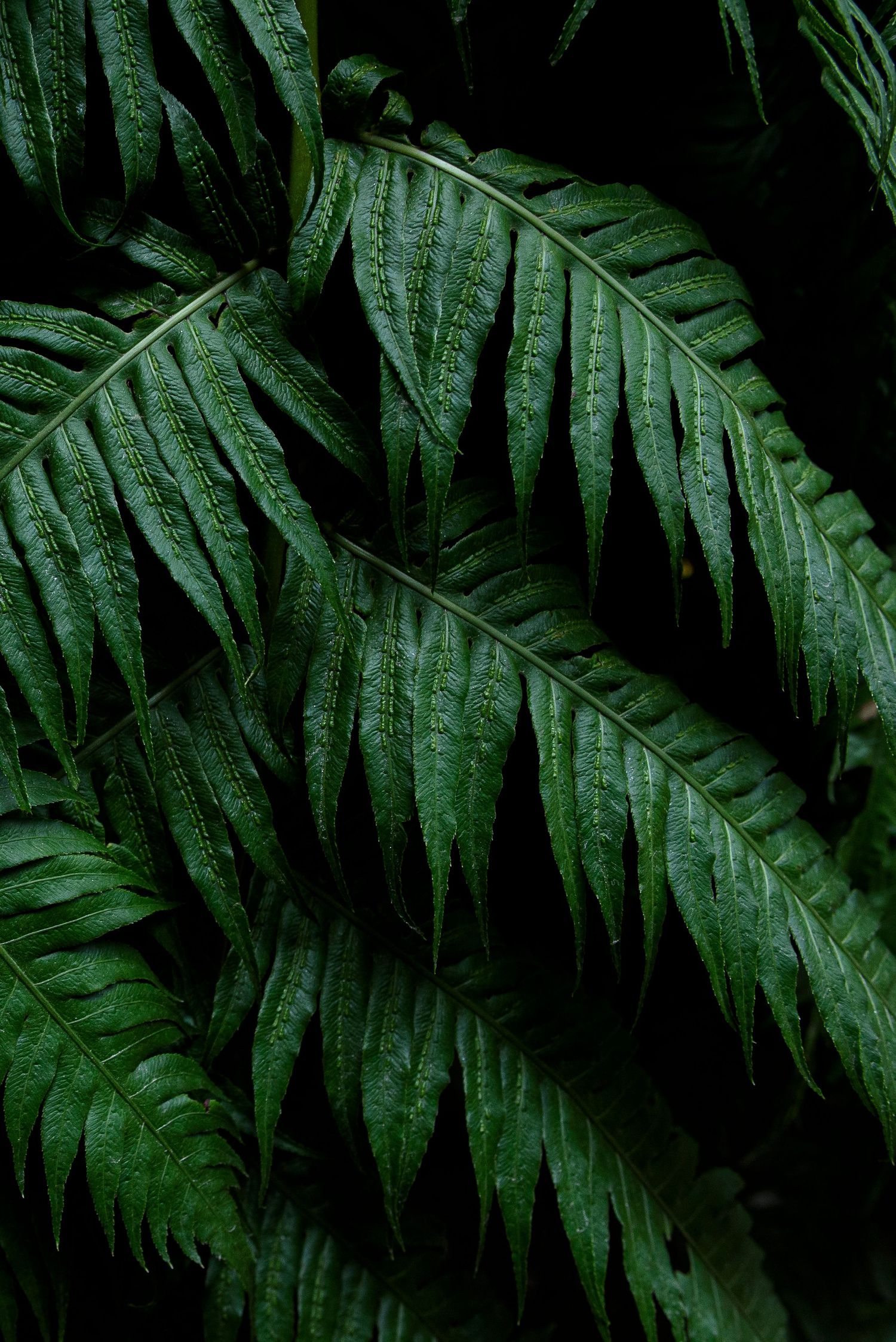 Close-up of lush green fern leaves with visible spores, set against a dark background in a tropical setting.