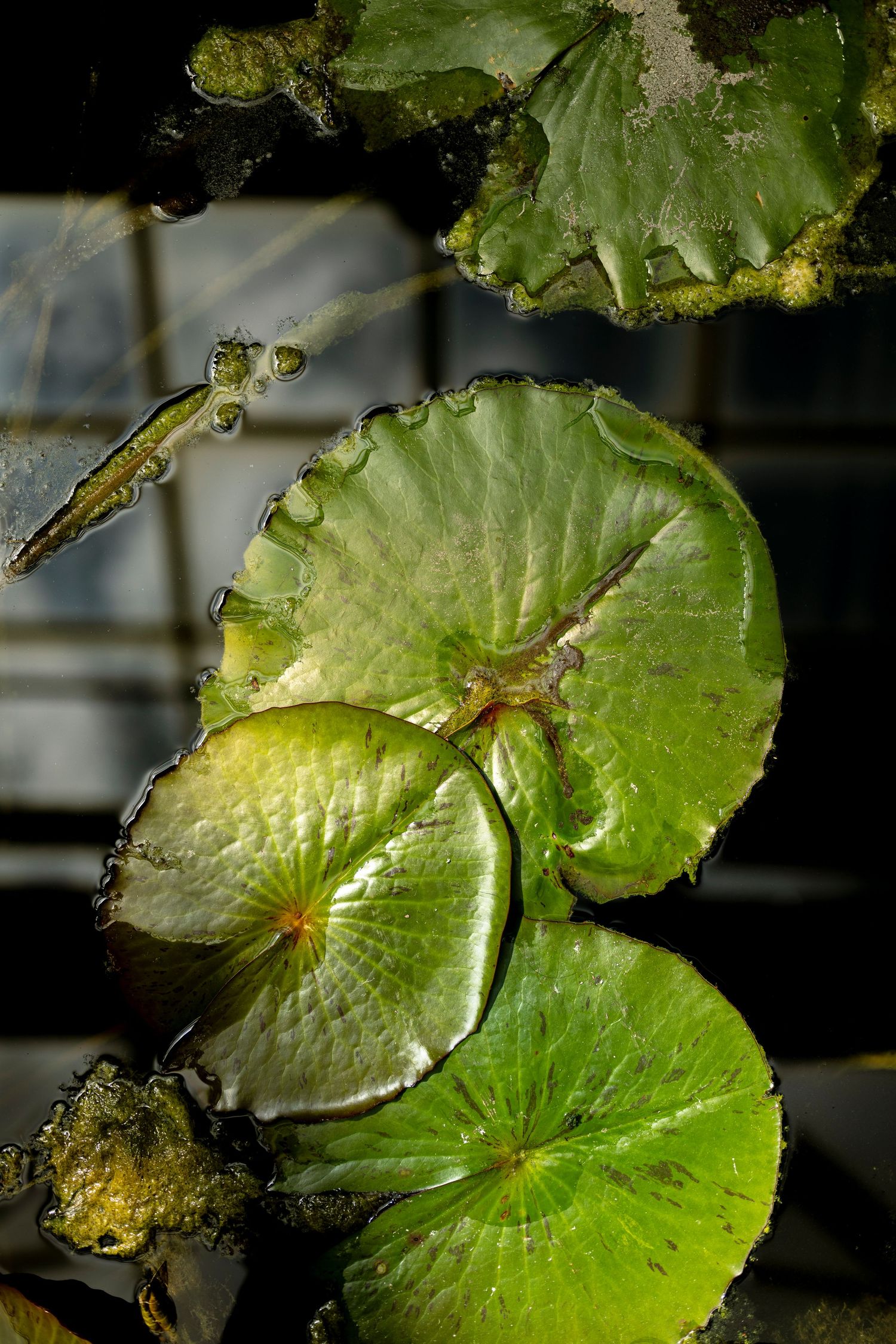 Close-up of vibrant green lily pads floating on dark water, with sunlight highlighting their circular shapes and textures.