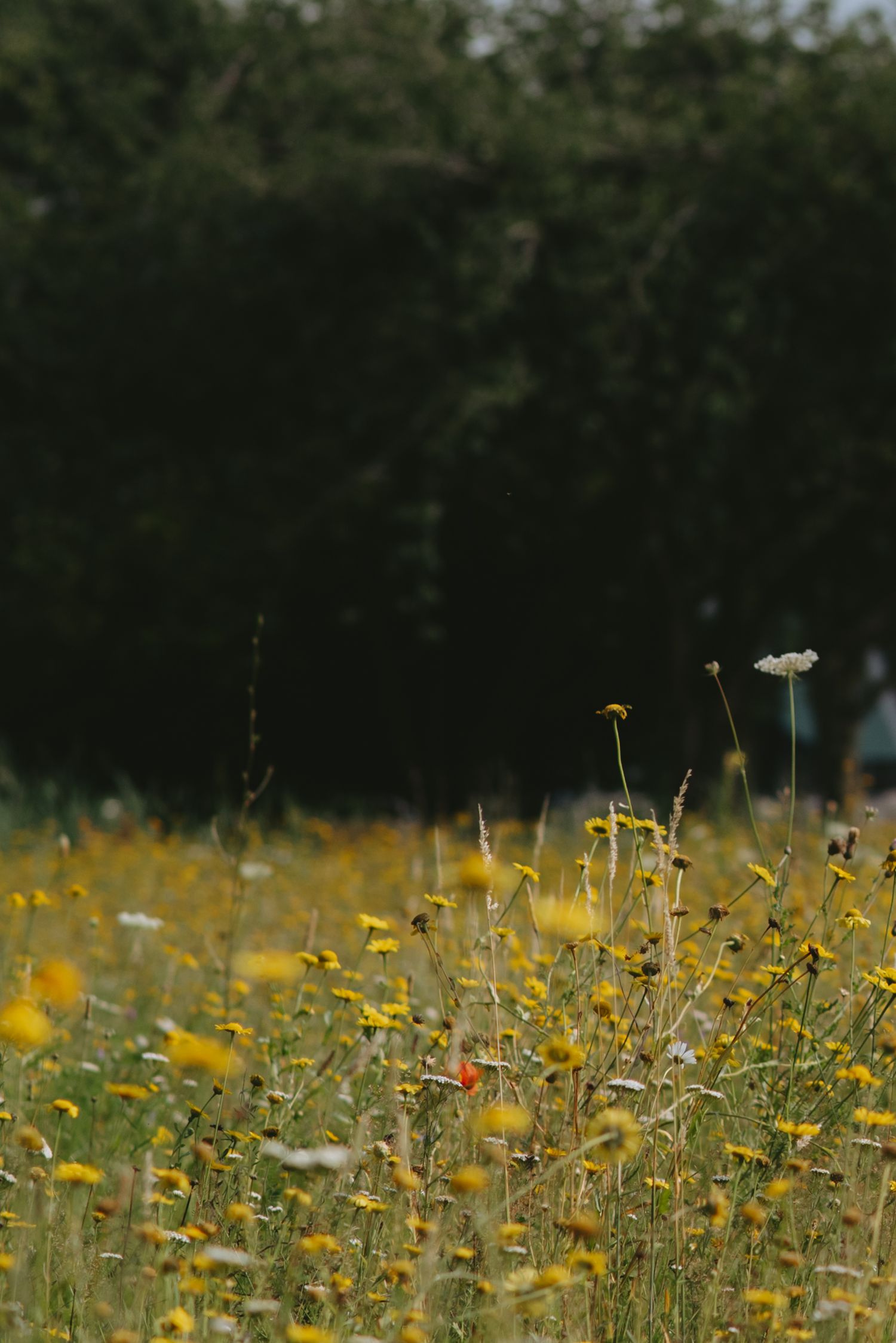 A vibrant wildflower meadow with yellow blooms and white flowers in soft focus, bordered by dark green trees.