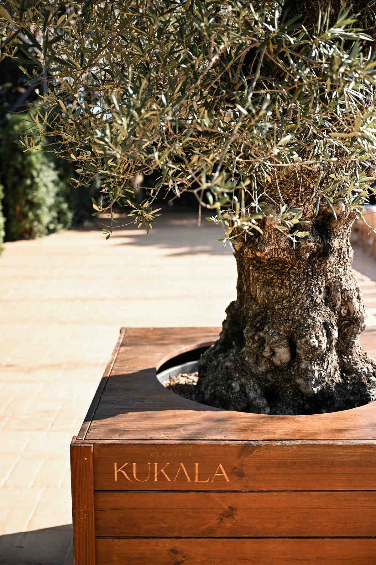 Close-up of an old olive tree trunk in a wooden planter with the engraved Alquería Kukala logo.