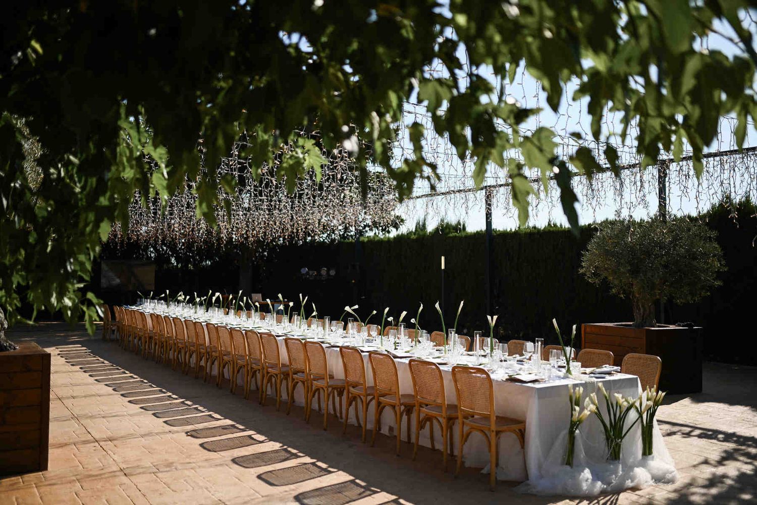 View through green tree leaves of an outdoor wedding banquet with a long dining table and string lights.