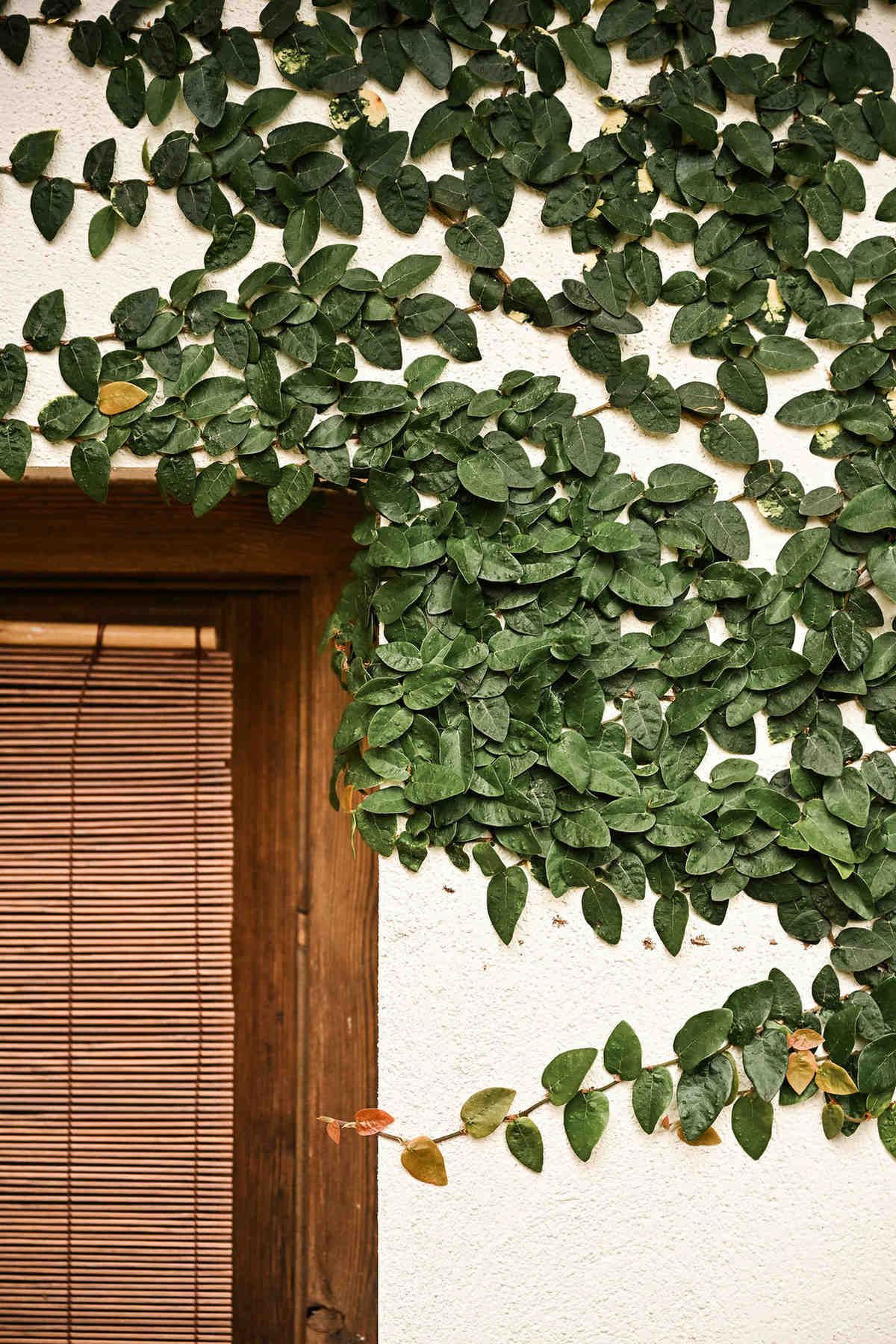 Mediterranean villa facade at Finca del Canónigo covered in lush green ivy. Editorial destination wedding photography by Darista