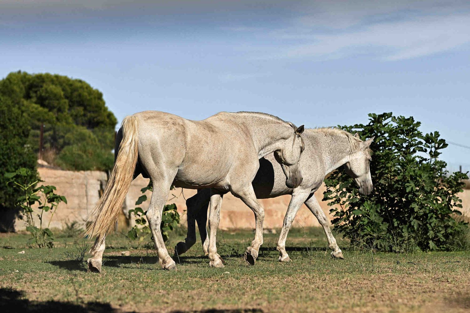 Two white horses walking freely on the green lawn at Masia El Graner estate in Riba-roja de Turia.