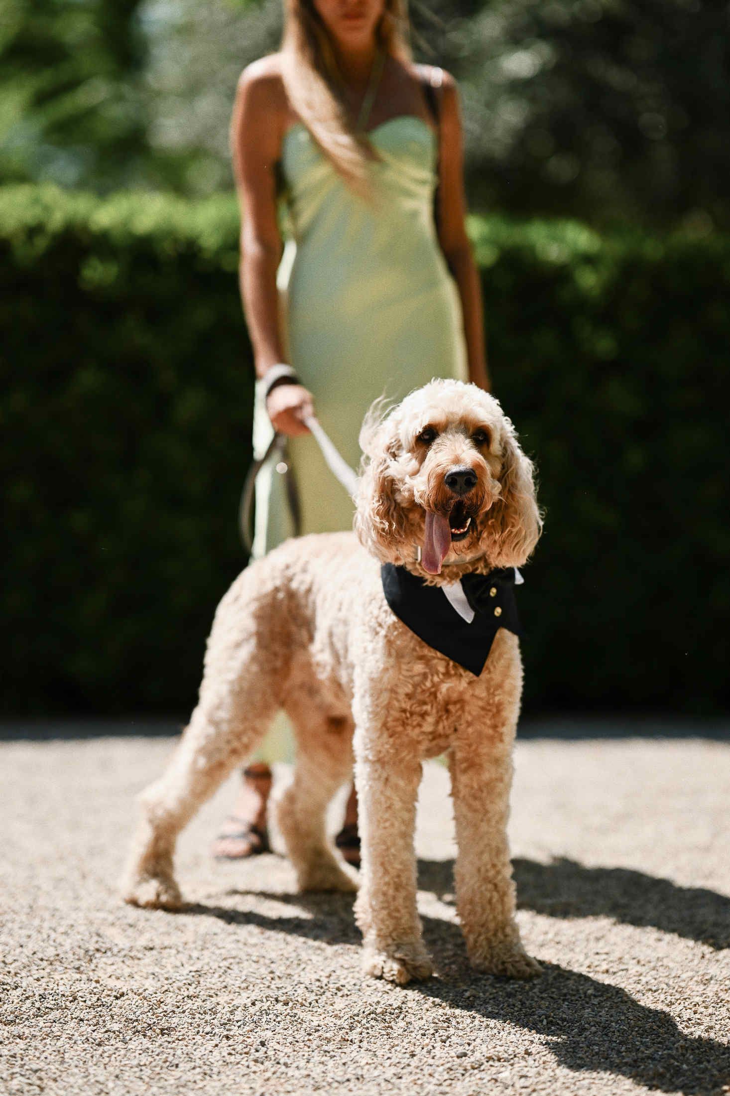 The couple's cute dog wearing a tiny wedding tuxedo suit during a destination wedding ceremony at Villa Dela estate.