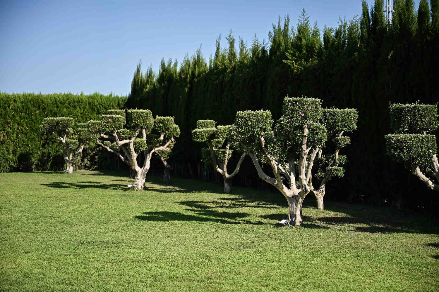 Manicured olive trees and green lawn at the Alquería Kukala wedding ceremony area in Valencia.