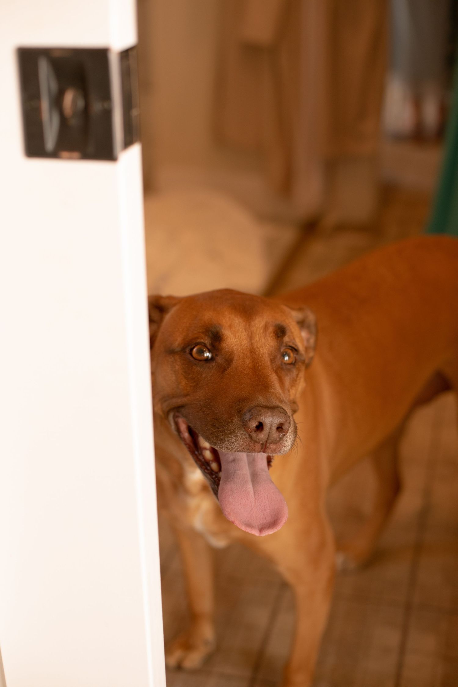 Happy brown dog peeking through white columns with a playful expression.