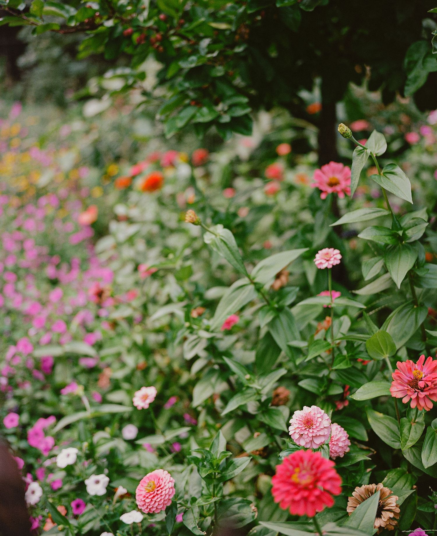 Lush garden bed filled with vibrant pink, red, and orange zinnia flowers surrounded by green foliage.