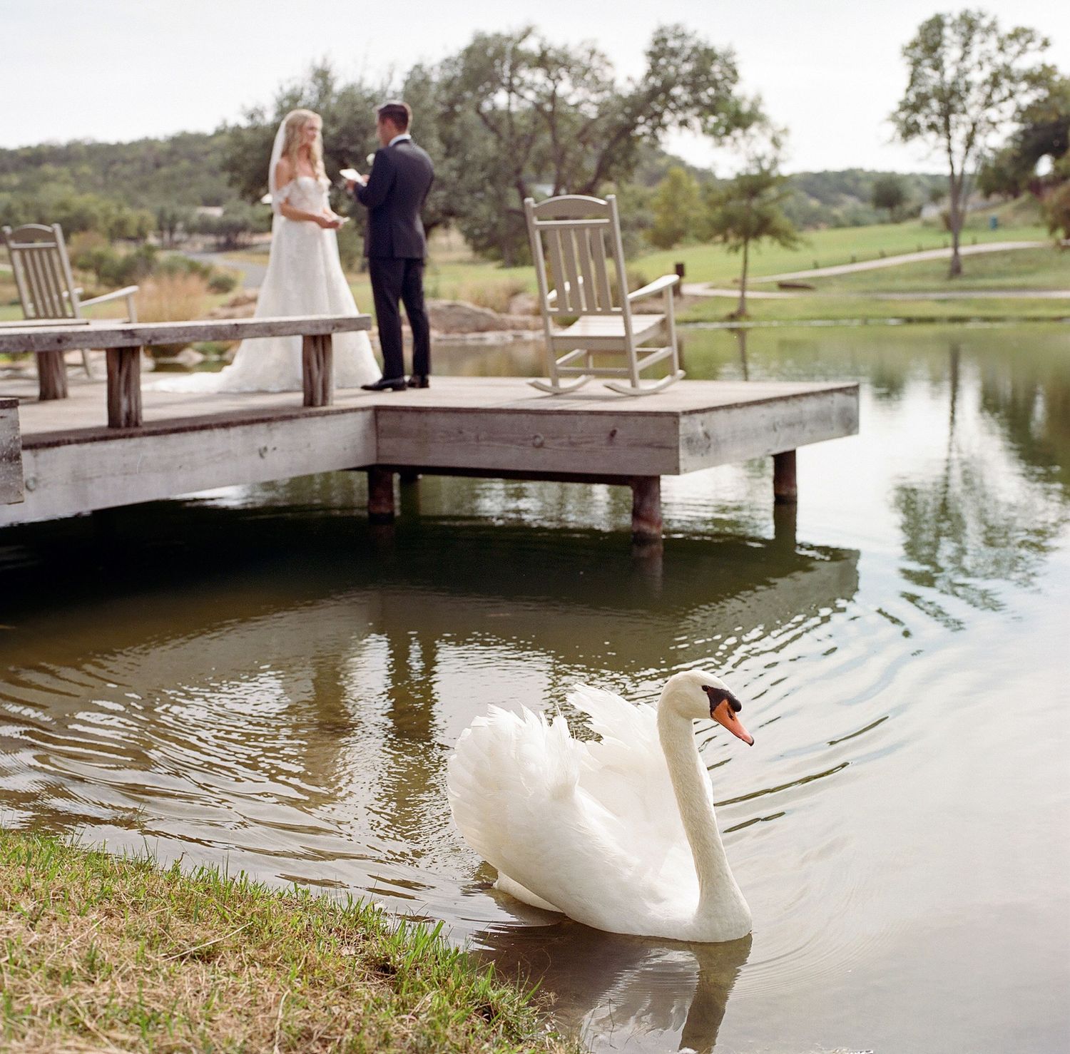 White swan swimming near a wooden dock where a wedding ceremony takes place.