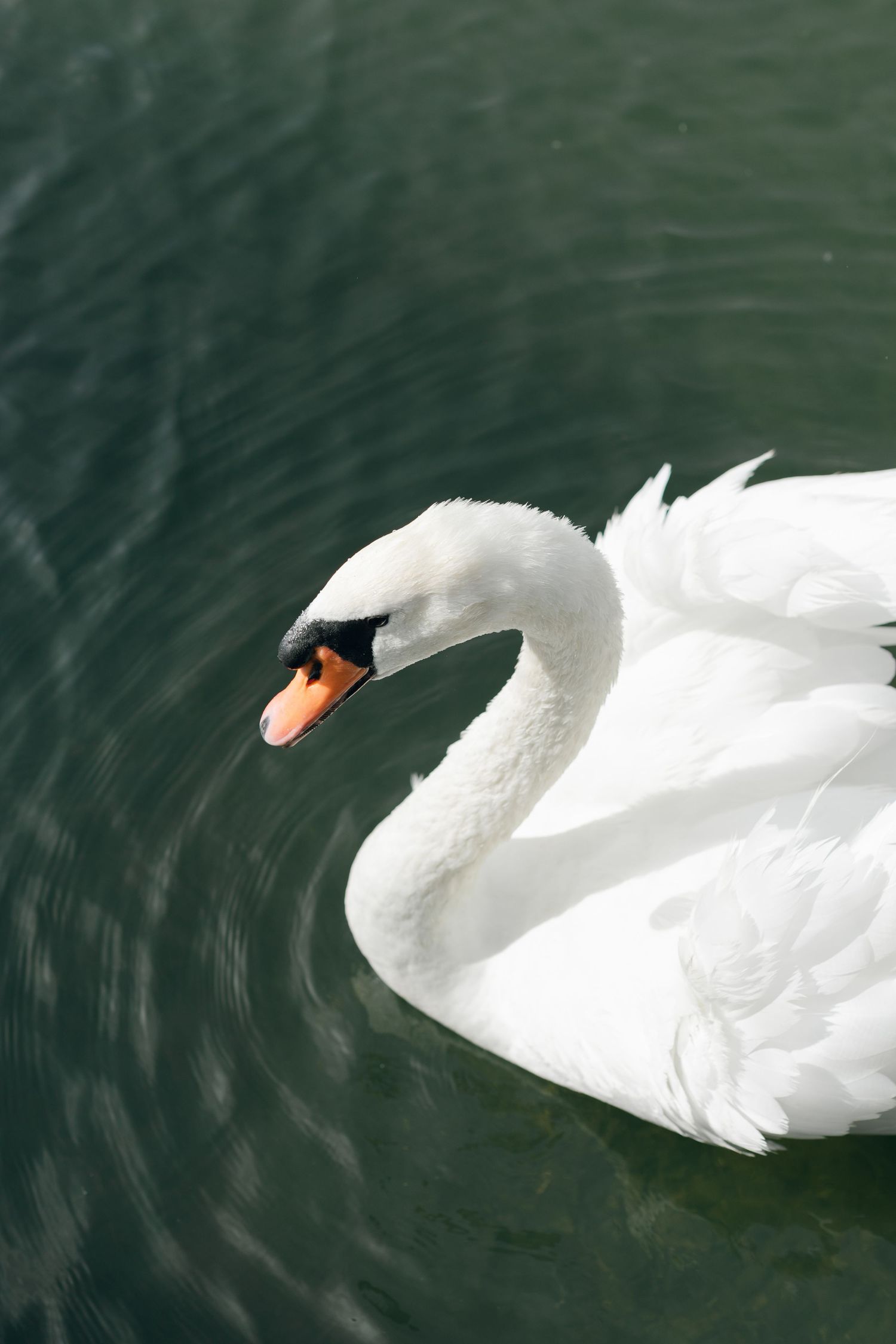 Close-up sequence of a graceful white swan swimming in dark green water.
