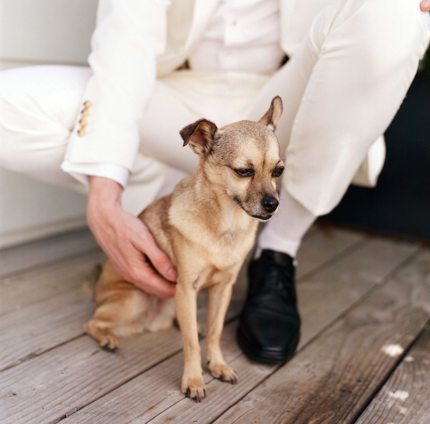 A small tan dog being petted while standing on wooden flooring.