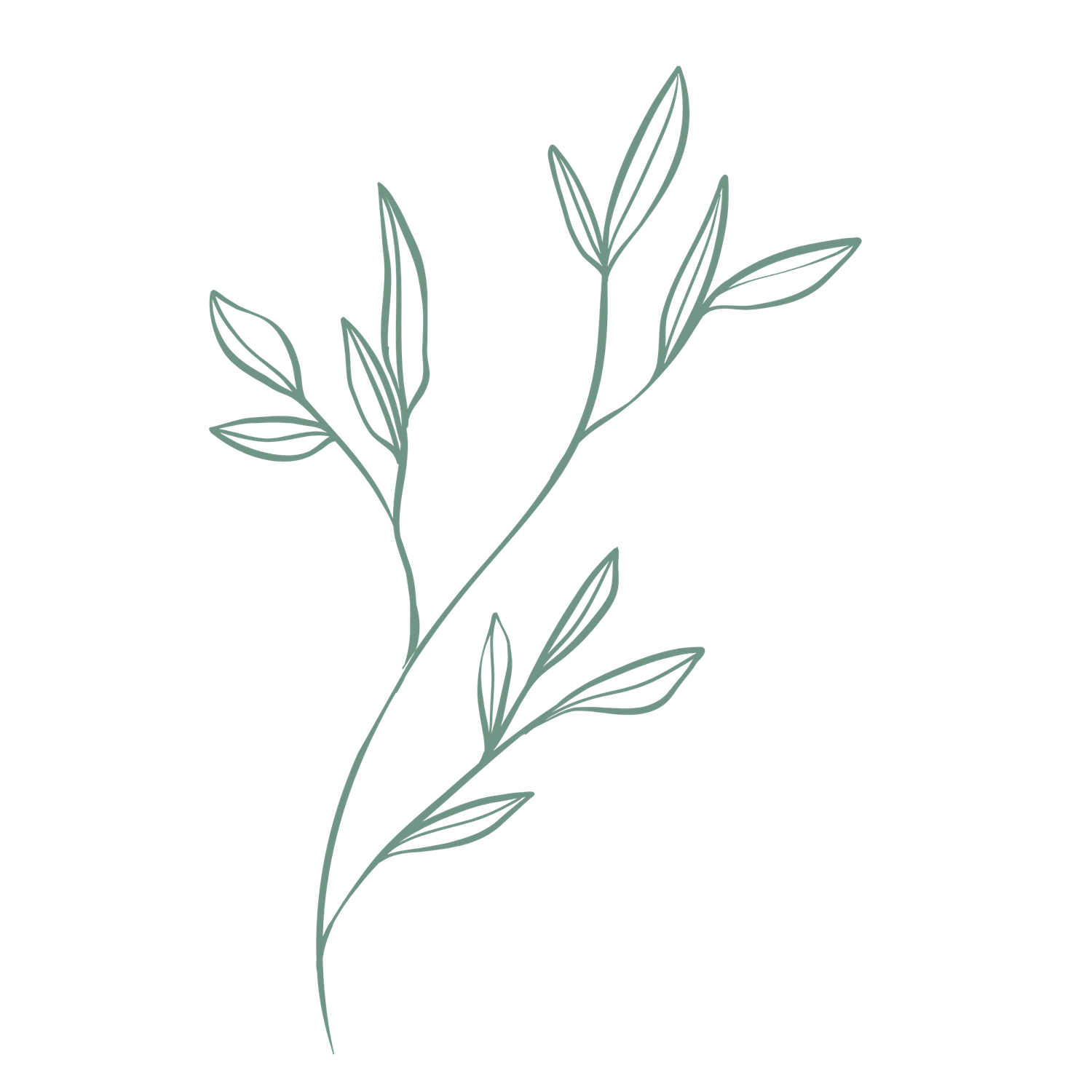 Minimalist green line art botanical branch with delicate leaves, elegant floral illustration for nature-inspired designs.