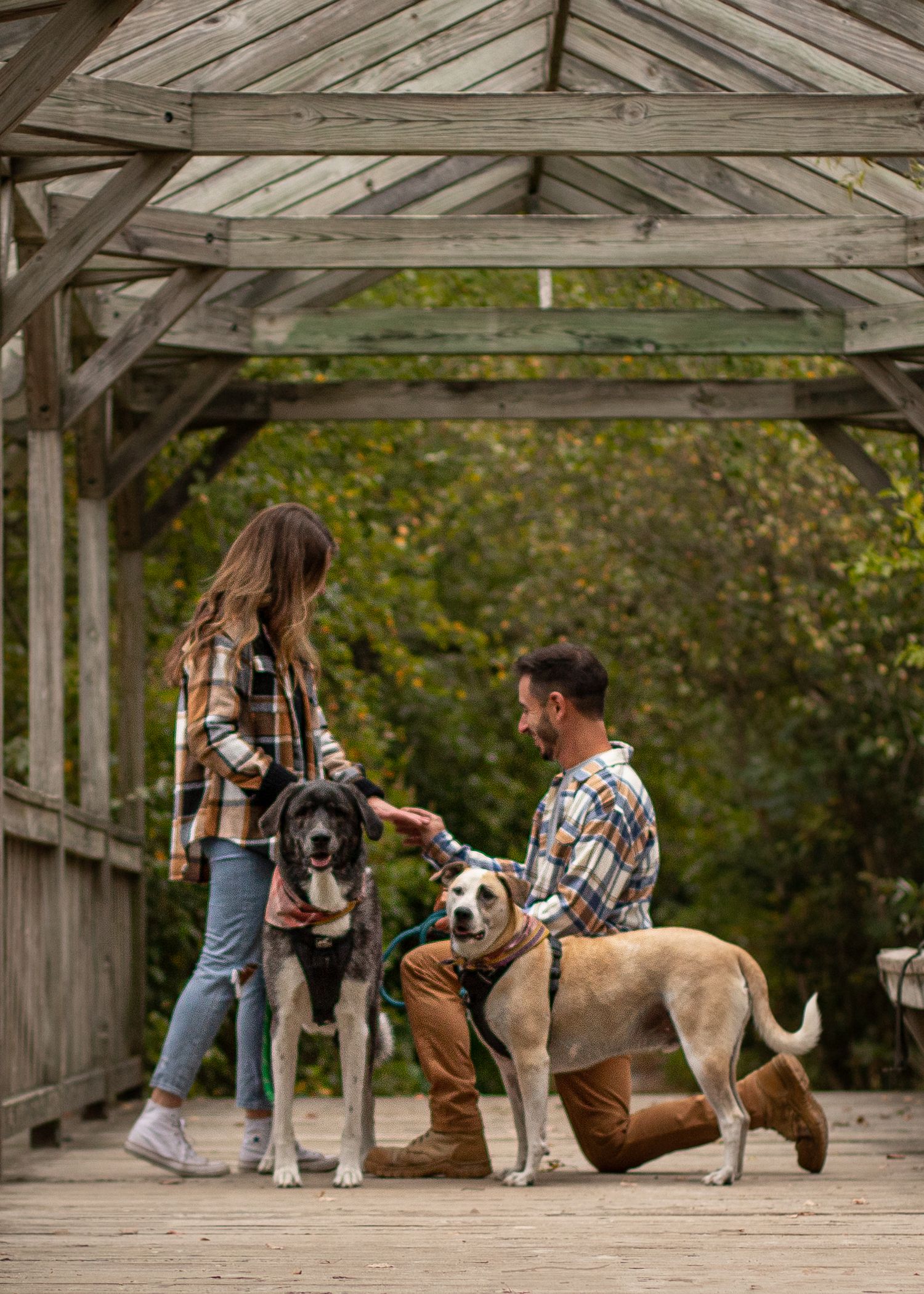 Couple with two dogs on a wooden covered bridge surrounded by autumn foliage.
