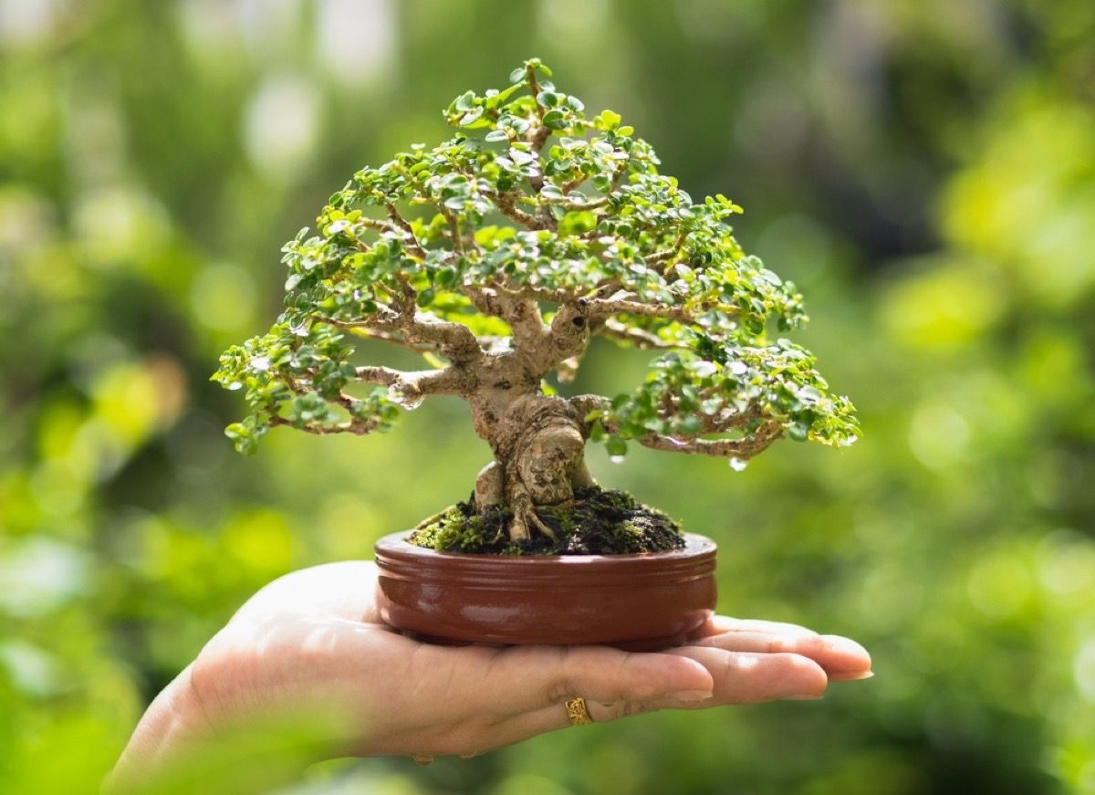 bonsai at hudson valley atelier