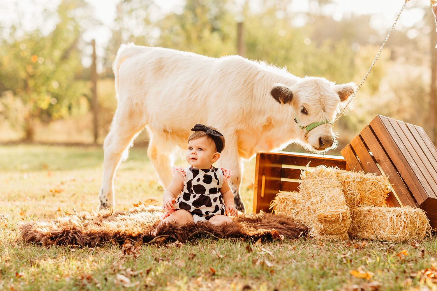 A young child sits beside wooden crates and hay bales as a white cow curiously peers over them in a sunny autumn field.