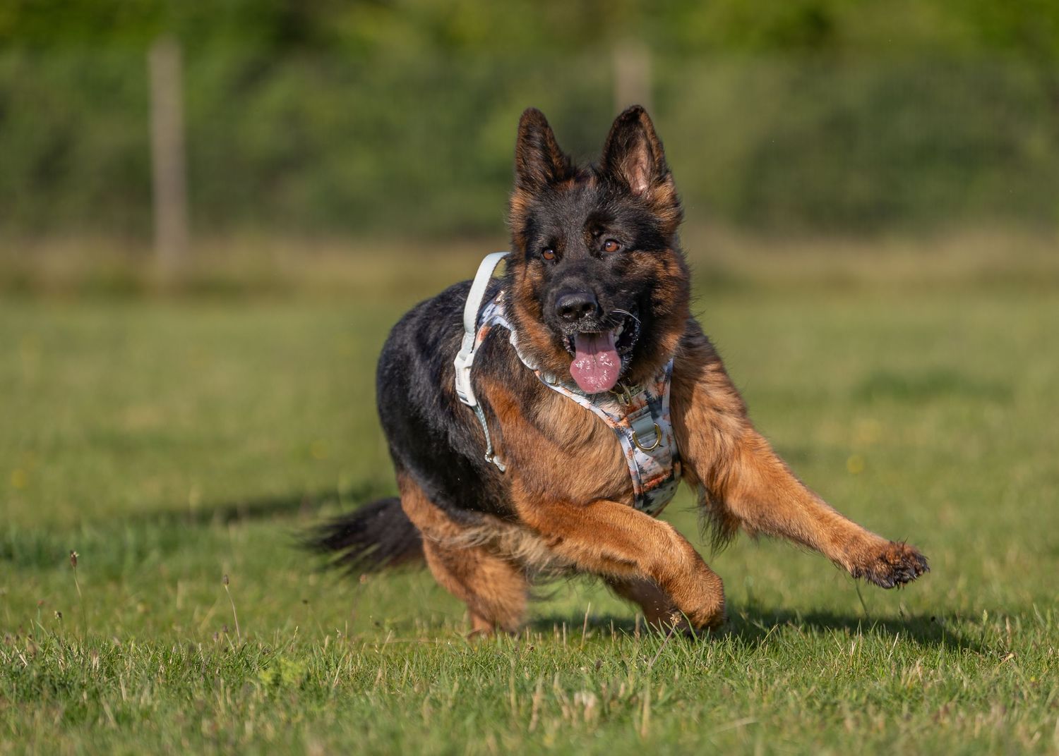 A German Shepherd dog runs energetically across a green grassy field with tongue out and wearing a harness.