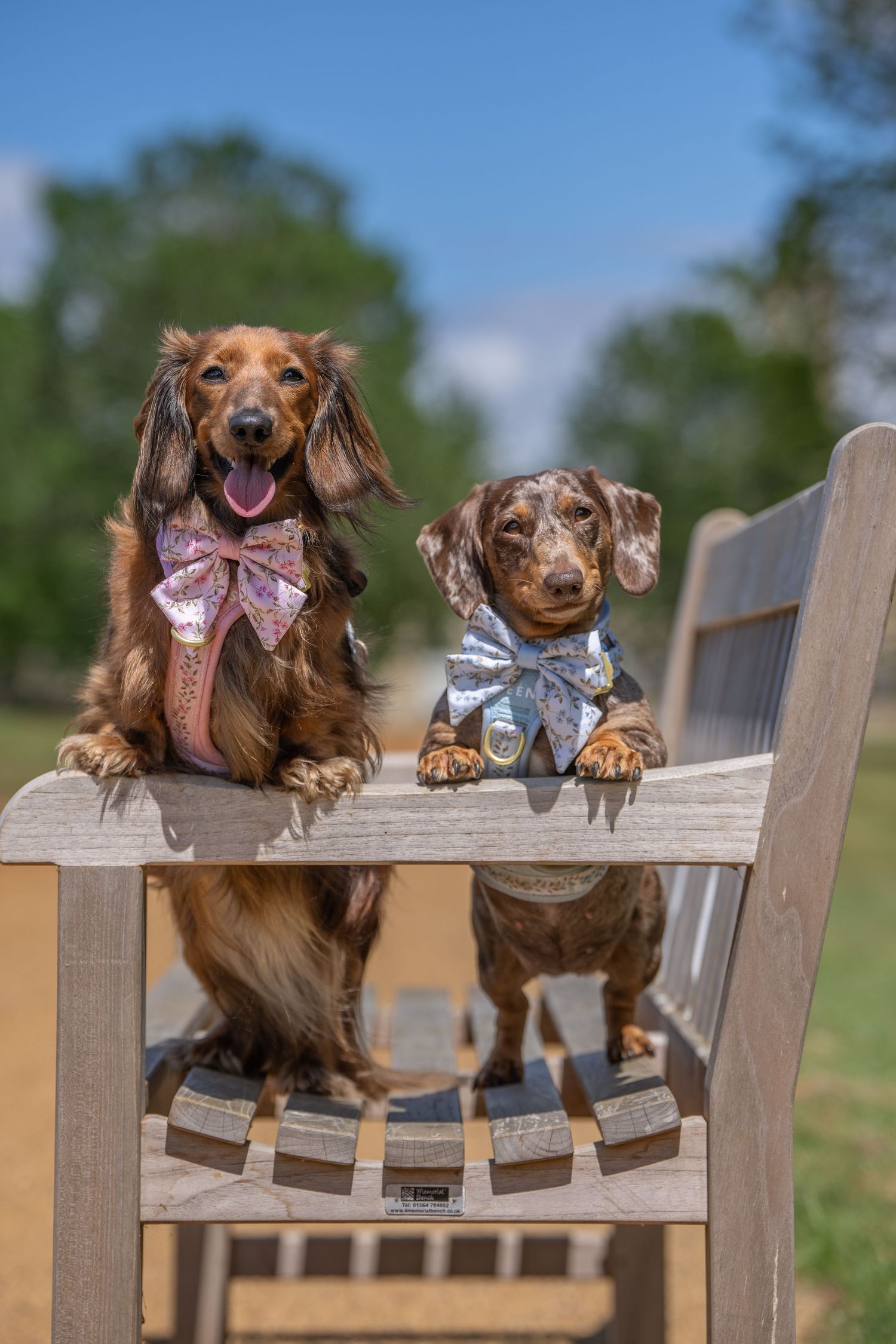 Two dressed-up dachshunds in bow ties pose on a wooden bench outdoors on a sunny day.