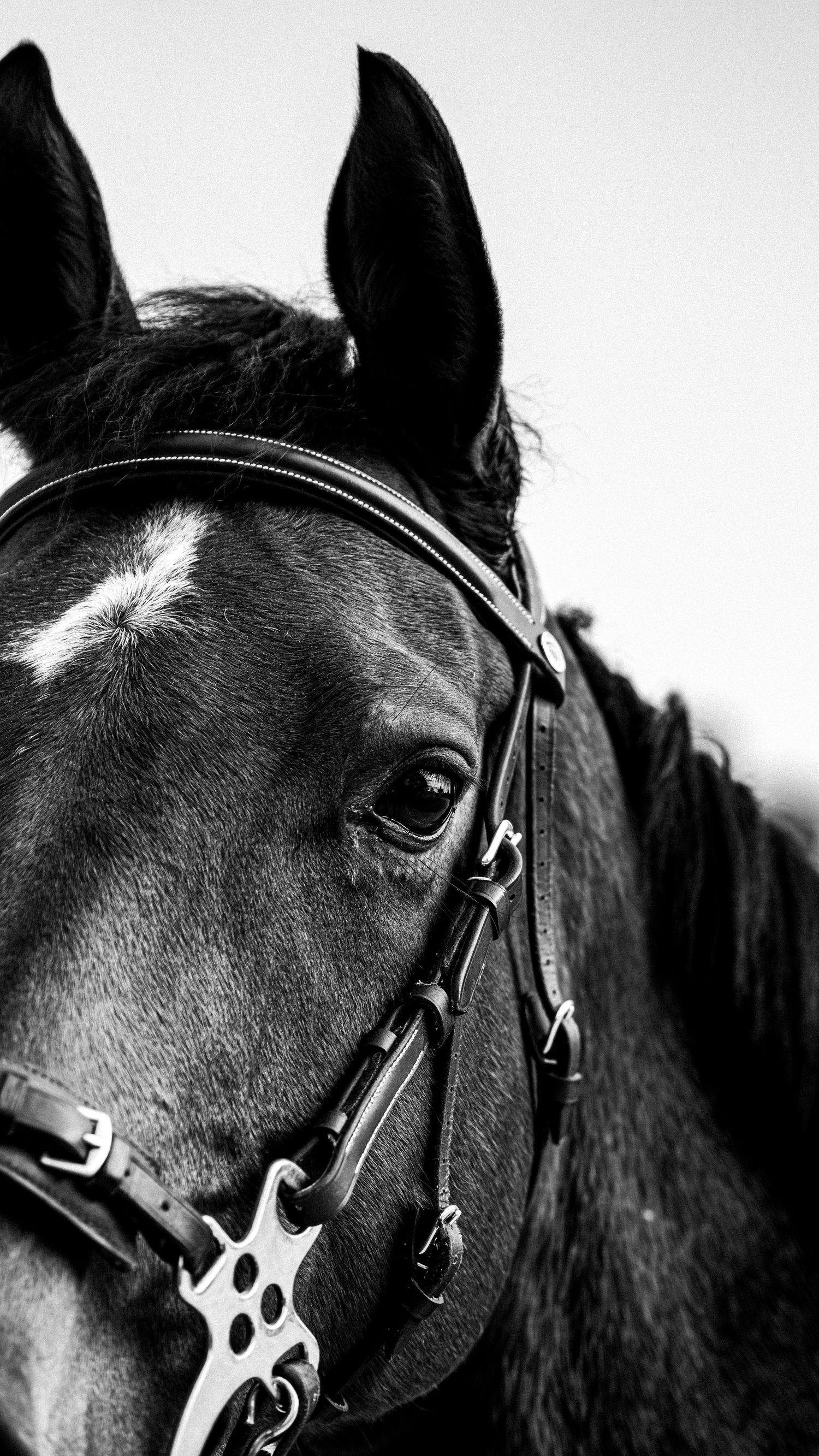 Portrait équestre, famille, lifestyle - Côte d'Azur - Emd Photographie