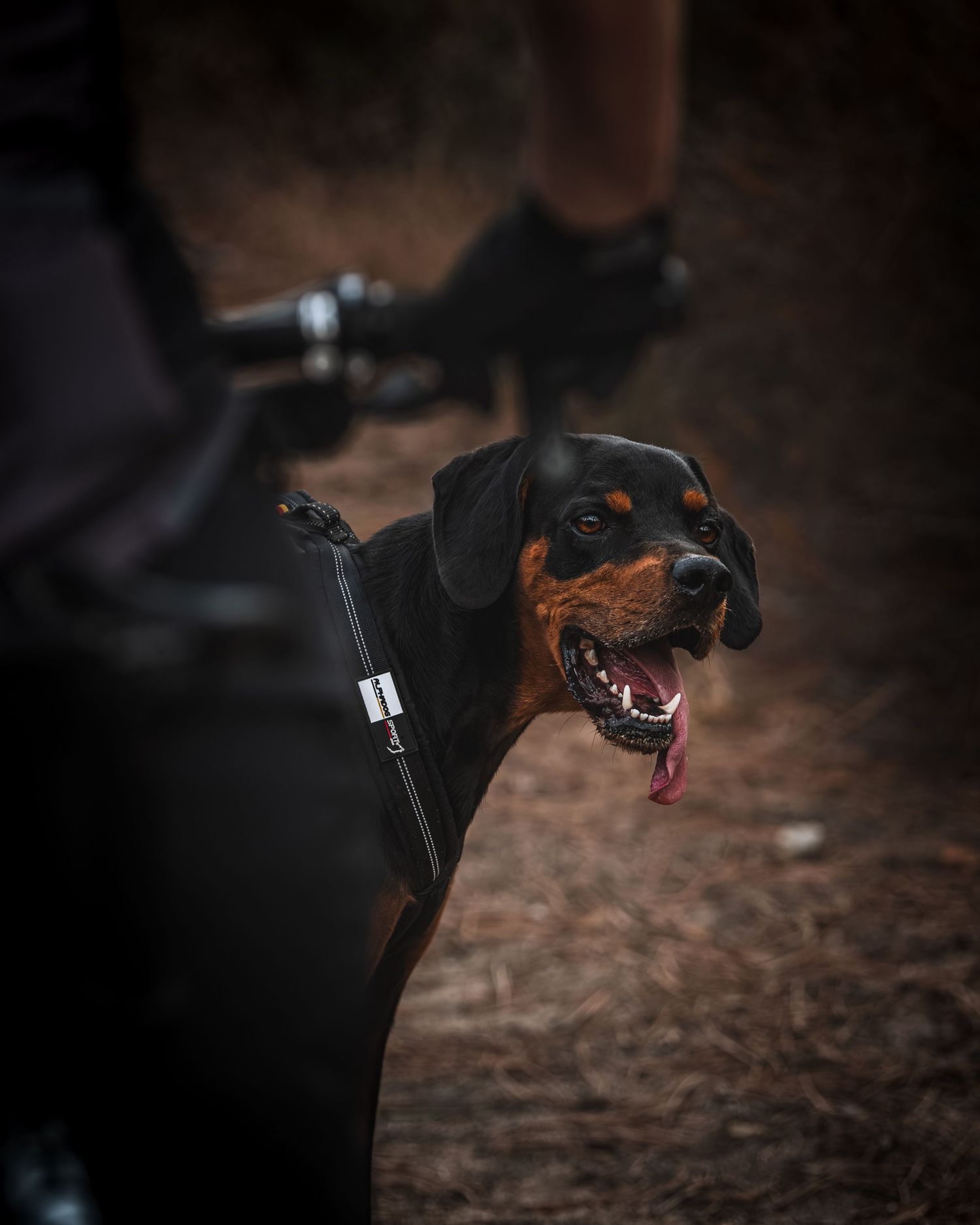 Cani VTT - Côte d'azur - Emd Photographie - Sport, lifestyle, famille