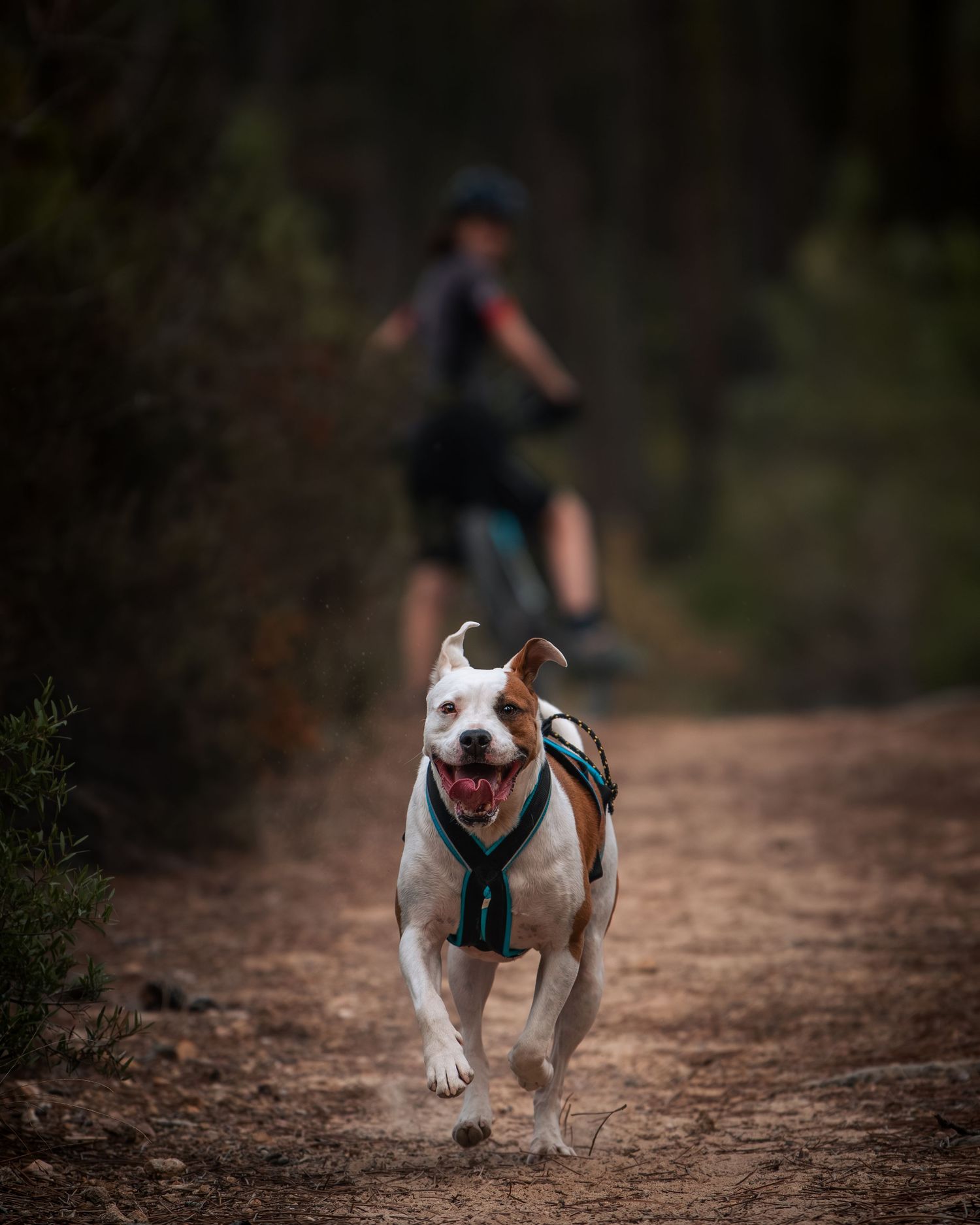 Cani VTT - Côte d'azur - Emd Photographie - Sport, lifestyle, famille