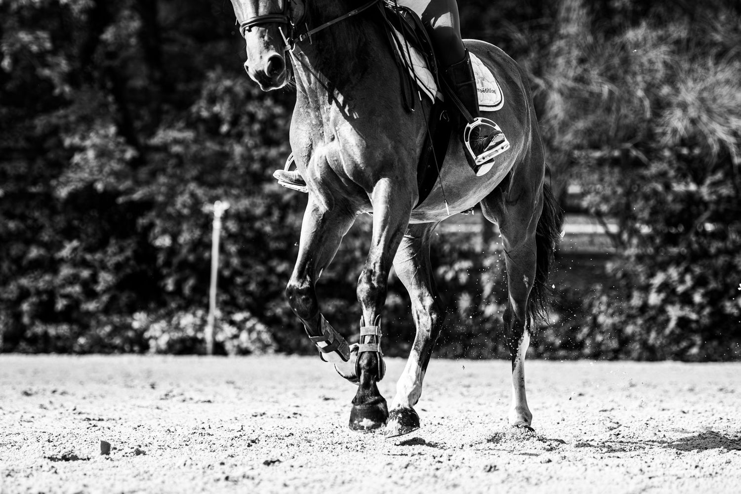 Portrait équestre, sport, famille, lifestyle - Côte d'Azur - Emd Photographie