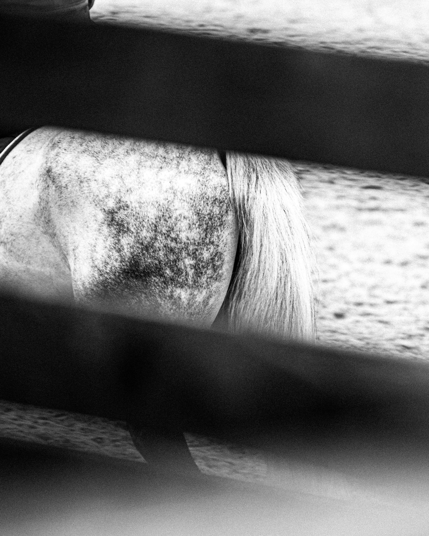 Printemps des sports équestres Fontainebleau CSI - Emd Photographie