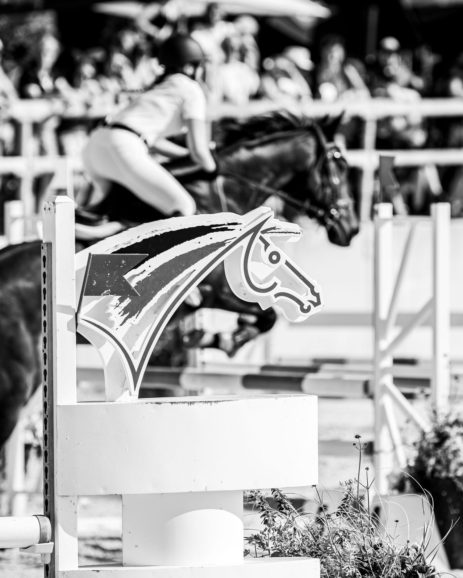 Lamotte Beuvron - Générali open de France - Emd Photographie - Portrait équestre, sport, famille, lifestyle - Eure et loir