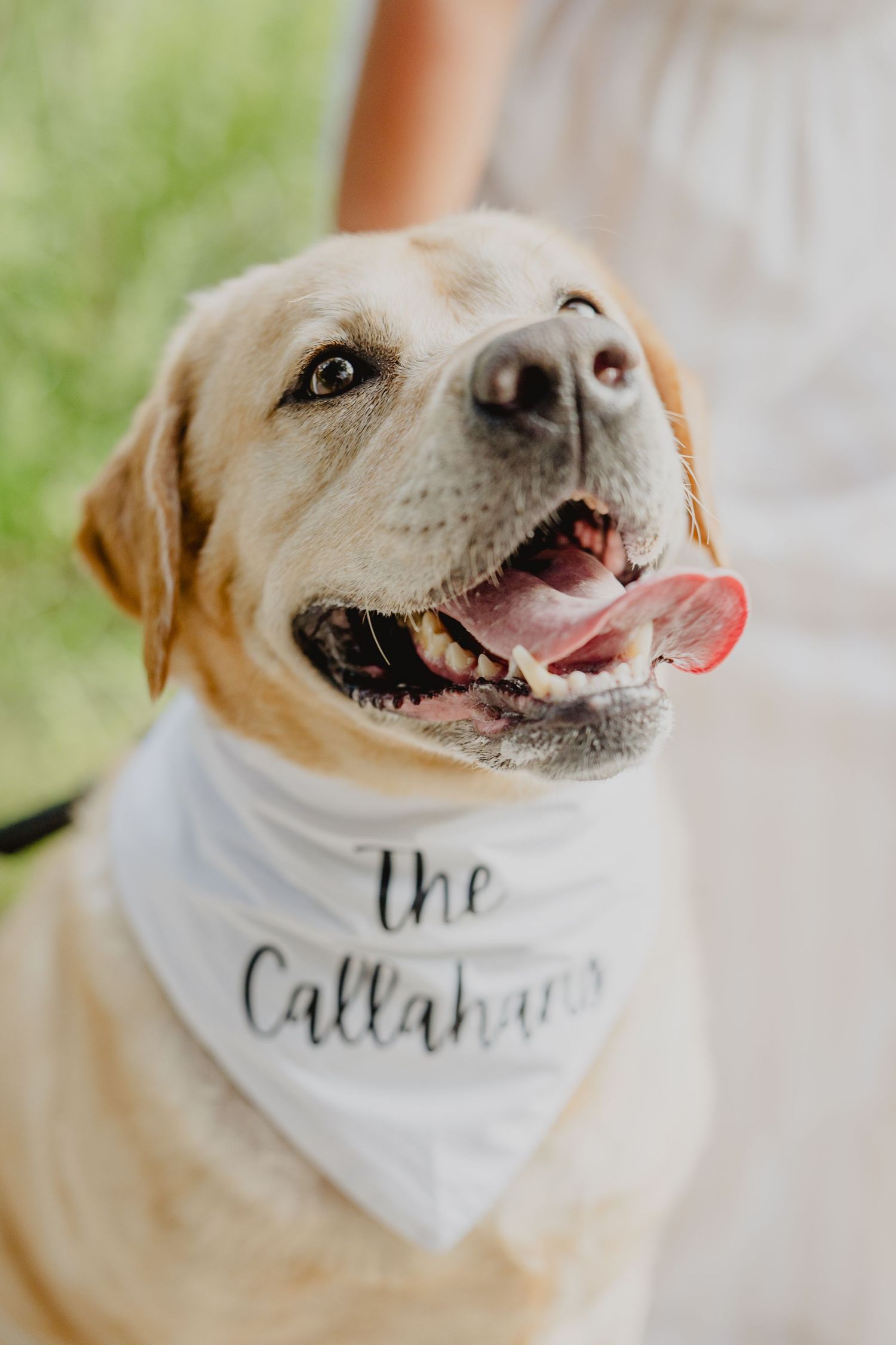 A happy yellow Labrador wearing a white wedding bandana reading 'the Callahans' looks up joyfully.