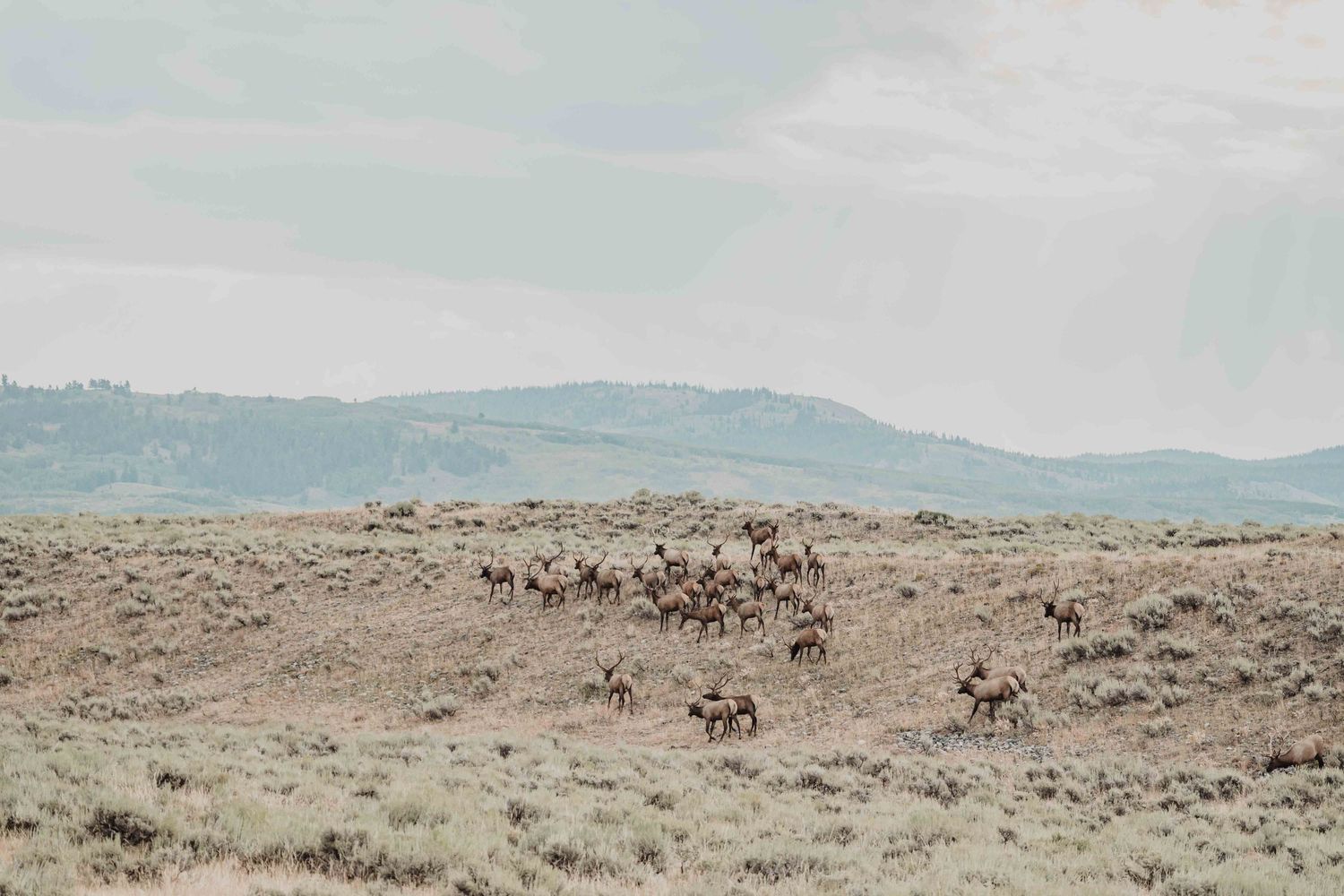 Wild horses graze across a vast desert landscape with rolling hills in the background under a cloudy sky.