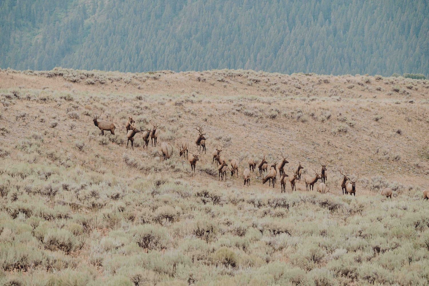Herd of elk grazing on a desert hillside with forested mountains in the background.
