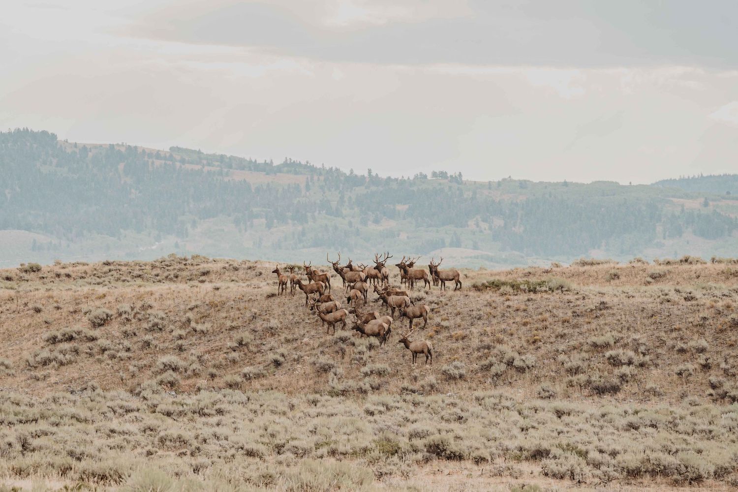 A large herd of elk grazes across a snowy winter landscape in the mountains.