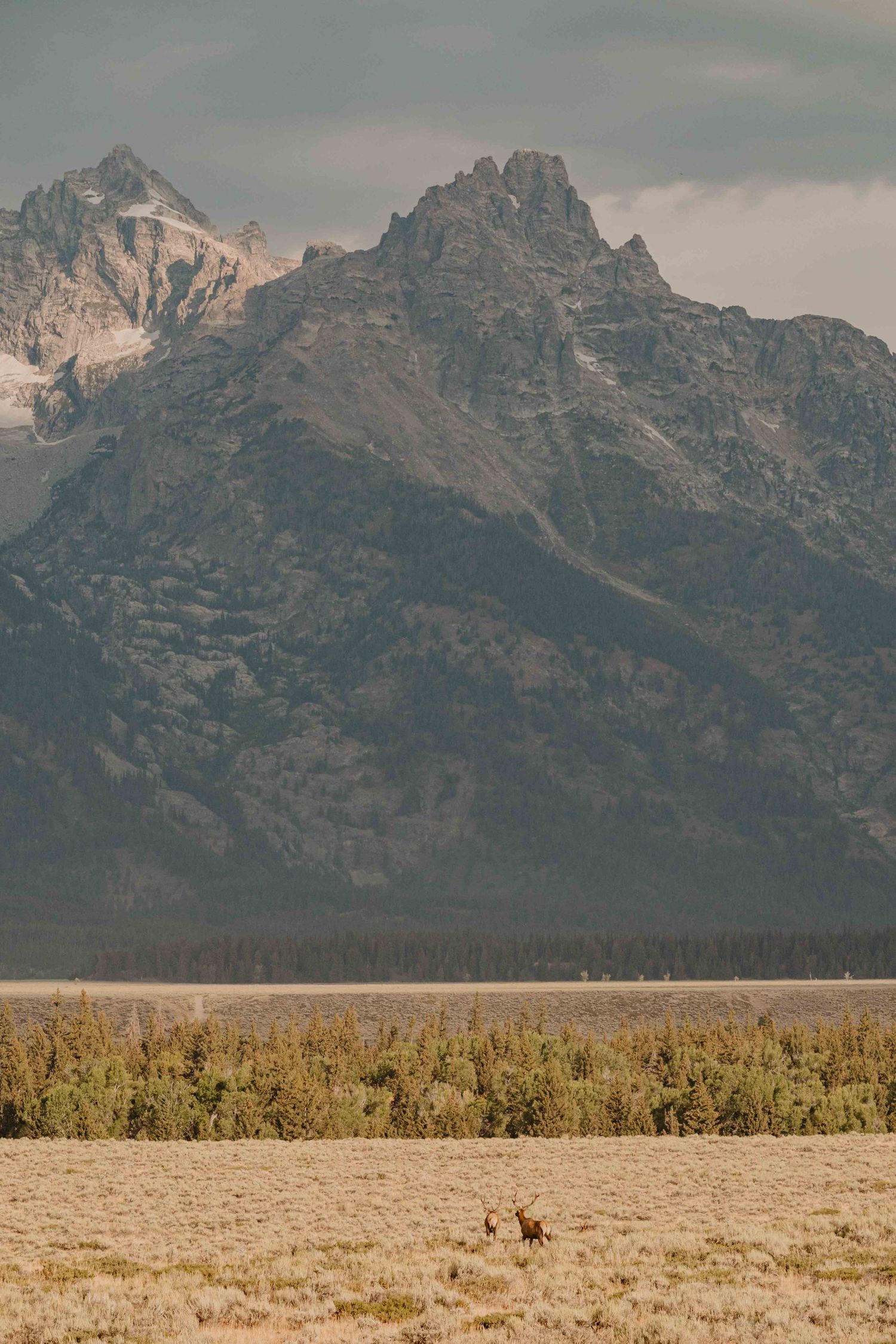 Two elk traverse an open plain beneath the dramatic peaks of the Grand Tetons.