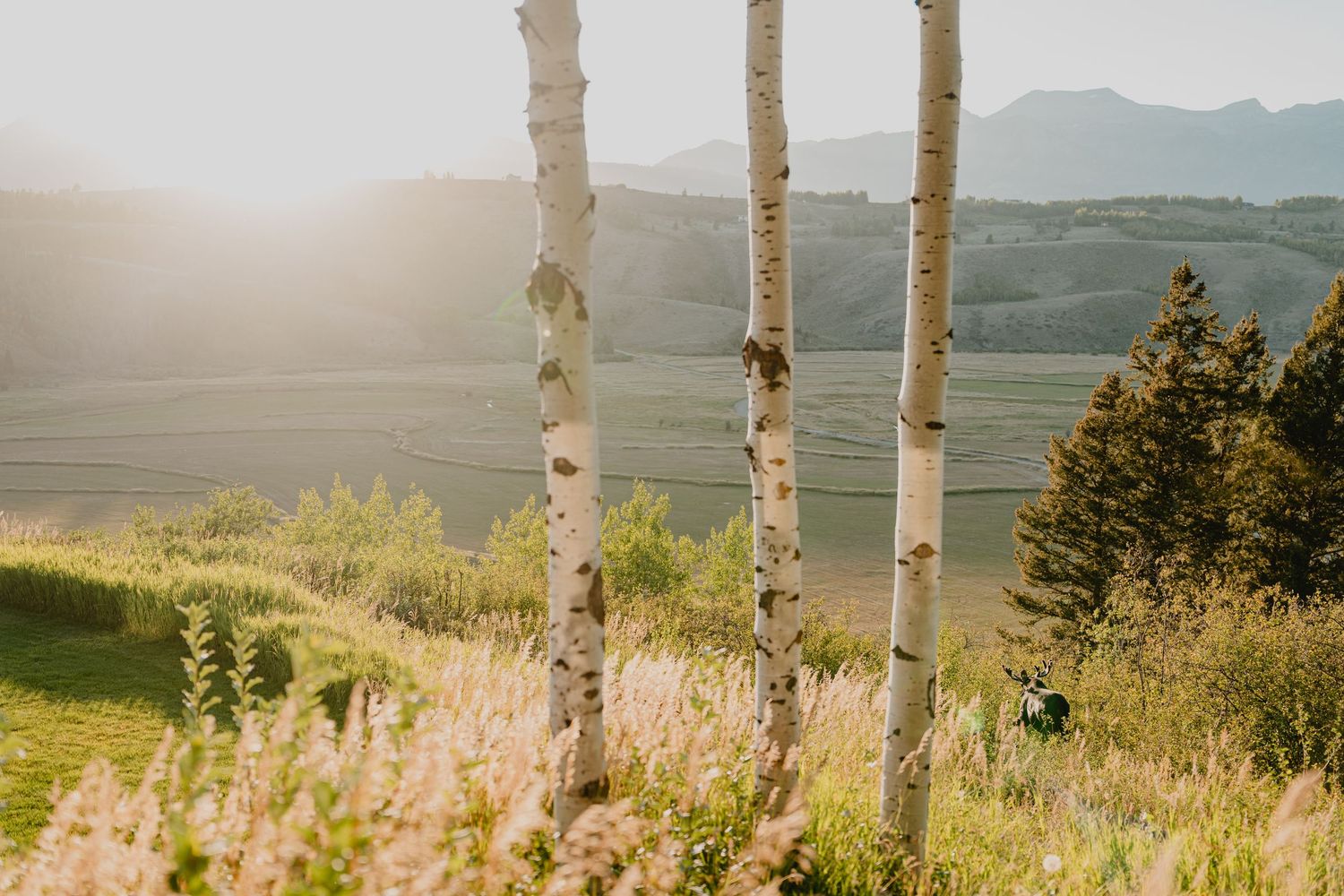 Rolling hills covered in tall grass and aspen trees with mountains visible in the distance.