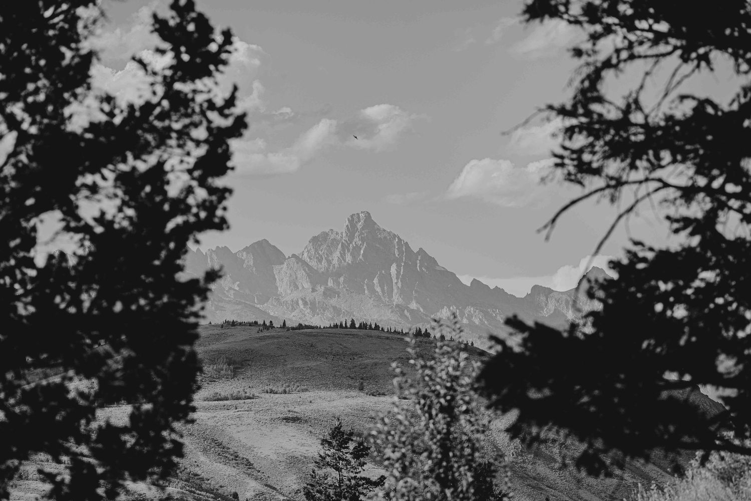 Black and white landscape of rugged mountain peaks framed by evergreen trees in Grand Teton National Park.