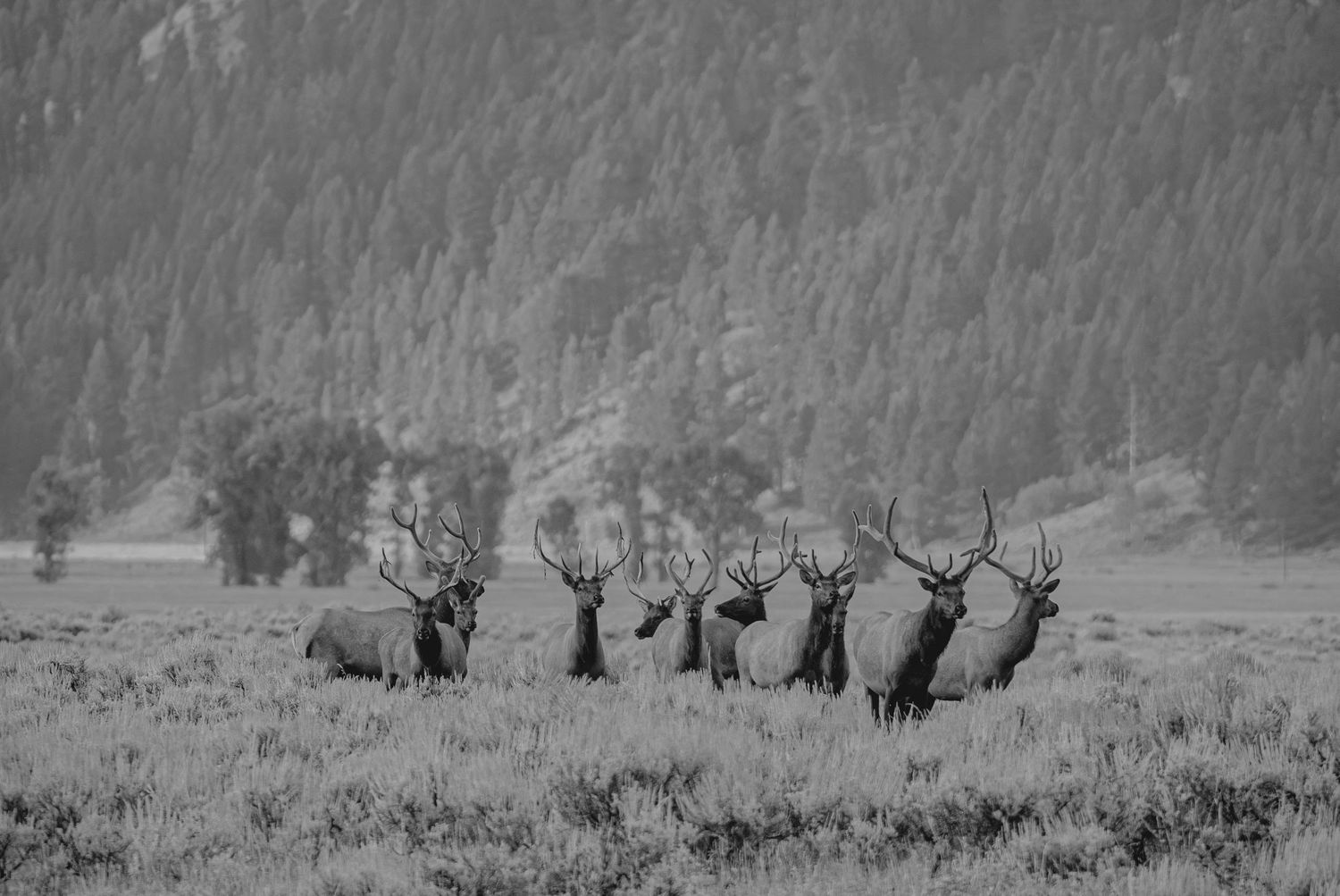 Herd of elk grazing in a snowy meadow with mountains and forest in the background during winter.