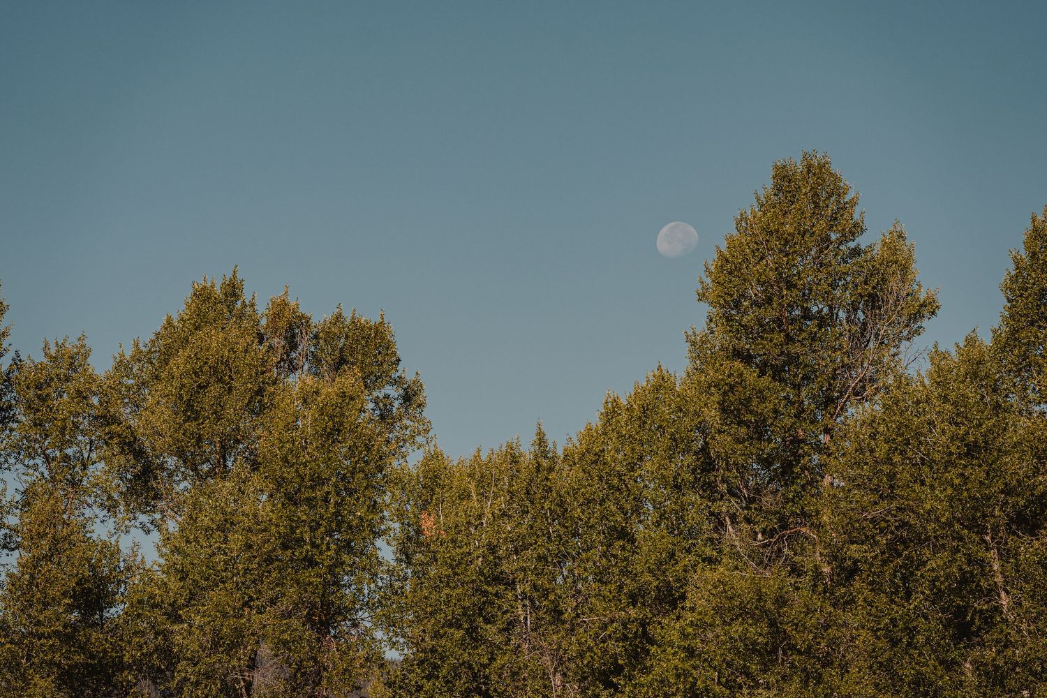 Golden aspen trees against blue sky with a faint moon visible in daylight.