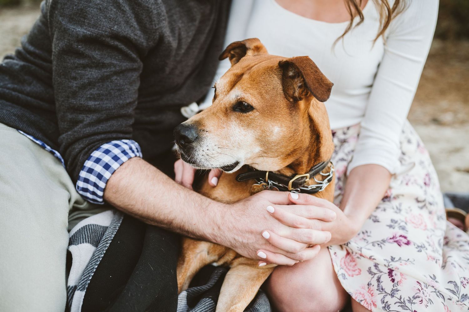 Sweet candid moments of couple petting their dog during engagement photoshoot.