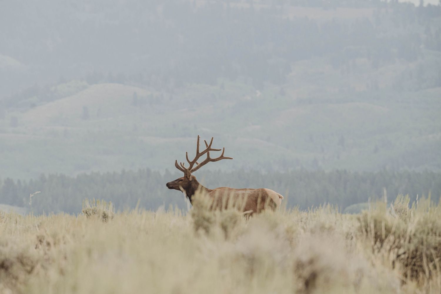 Lone bull elk with antlers standing in tall grass during golden hour.