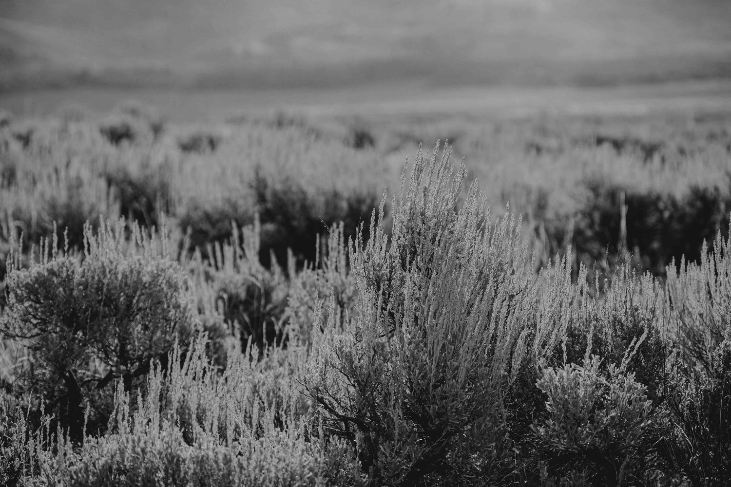 Black and white photograph of sagebrush plains stretching to the horizon.