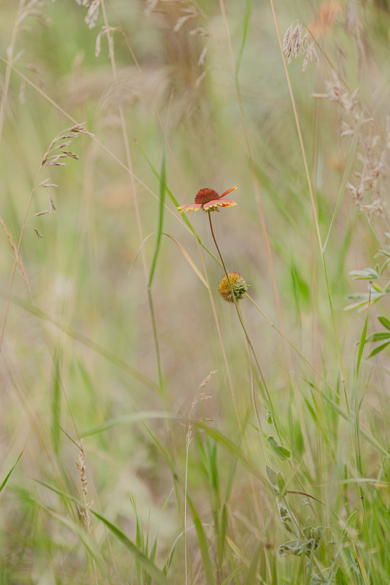 Close-up view of tall grass meadow with a small red bird perched among the blades.