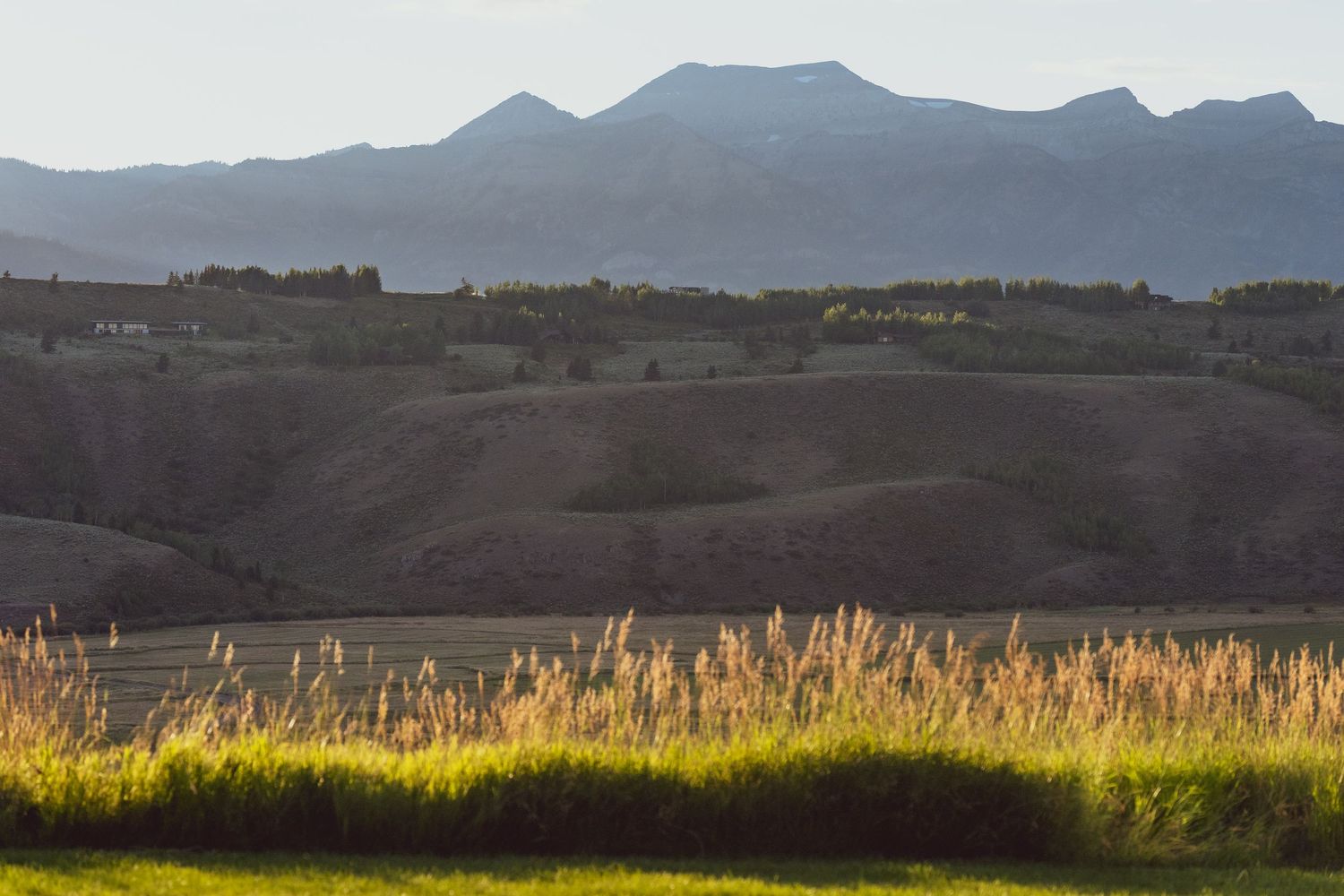 Golden sunlight illuminates tall grasses against a mountainous backdrop in a serene landscape scene.