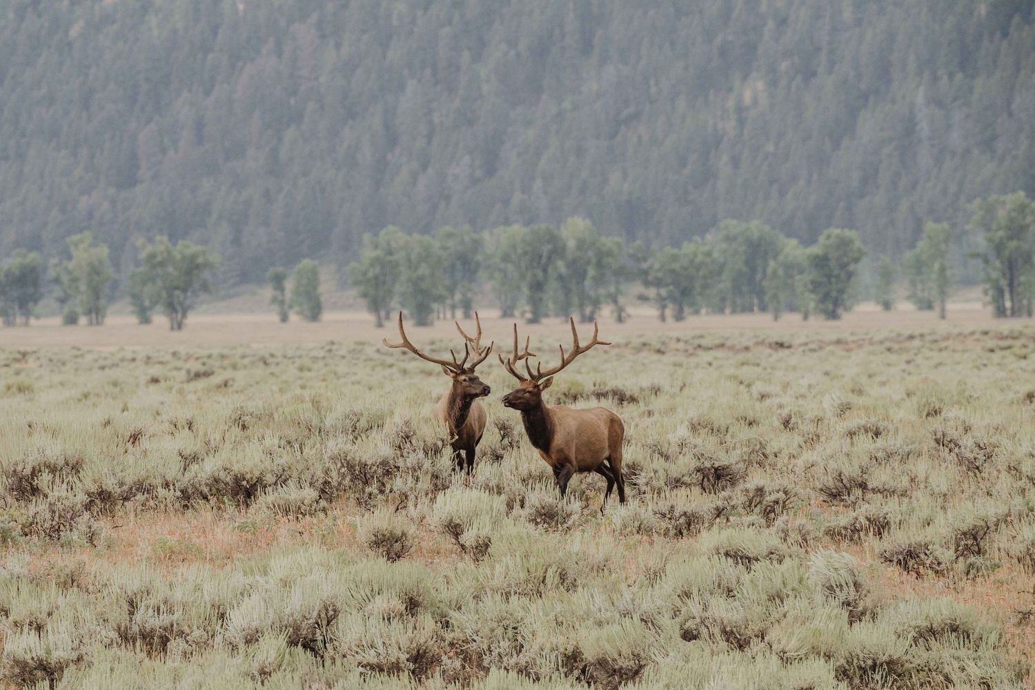 Wild elk grazing in an open meadow with mountains and forest in the background.
