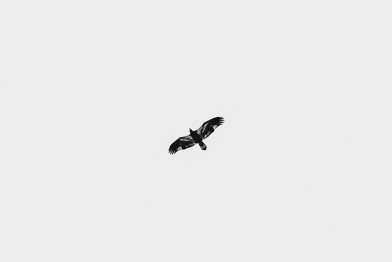 A small black bird perches on a wooden fence post against a light gray background.