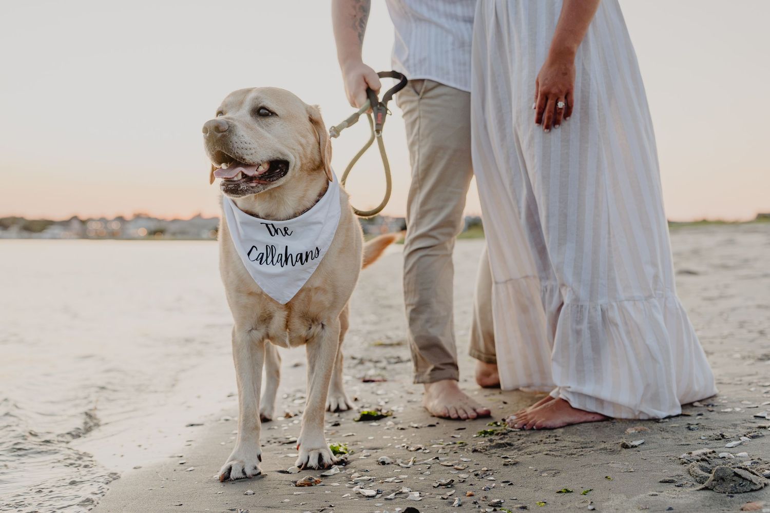 Yellow Labrador wearing a wedding bandana on a beach with couple in white attire at sunset.