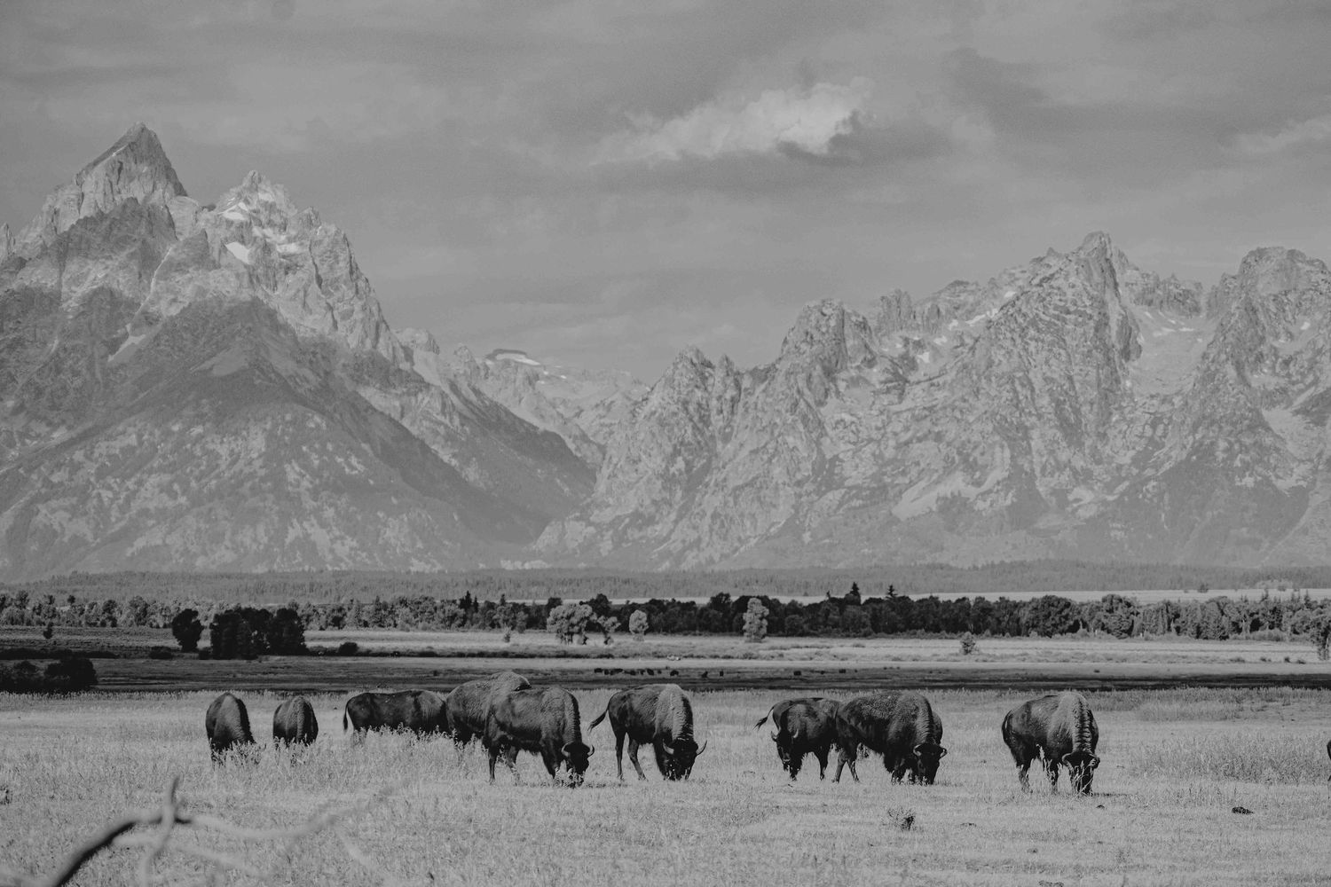 Herd of bison grazing in front of the majestic Teton mountain range on a cloudy day.
