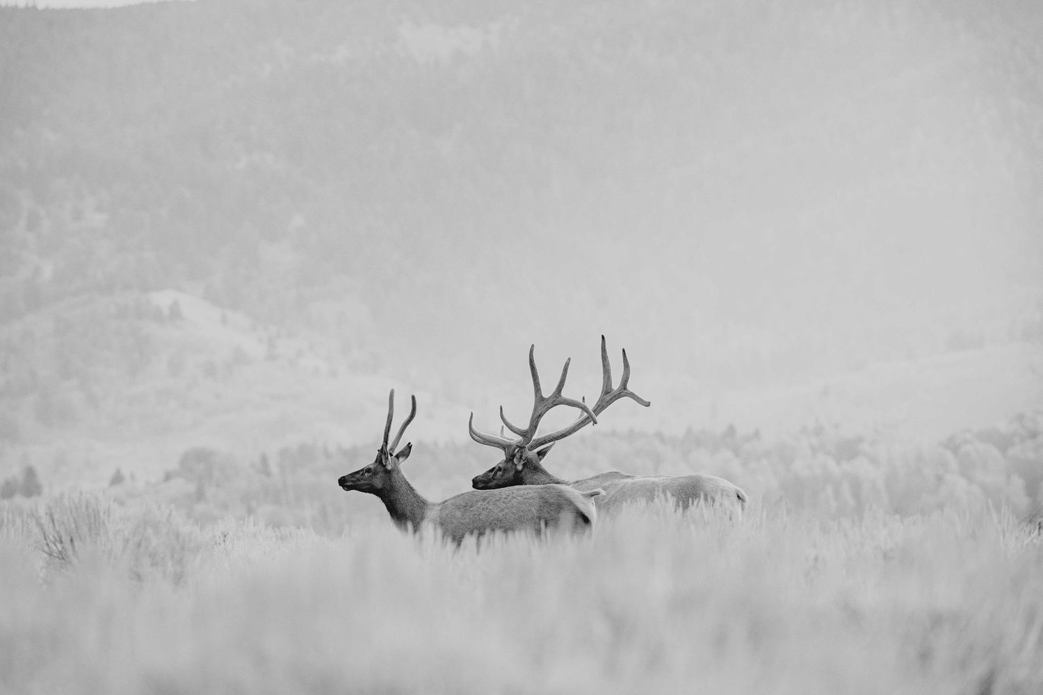 Silhouettes of elk grazing in a foggy field during sunrise create a moody wildlife scene.