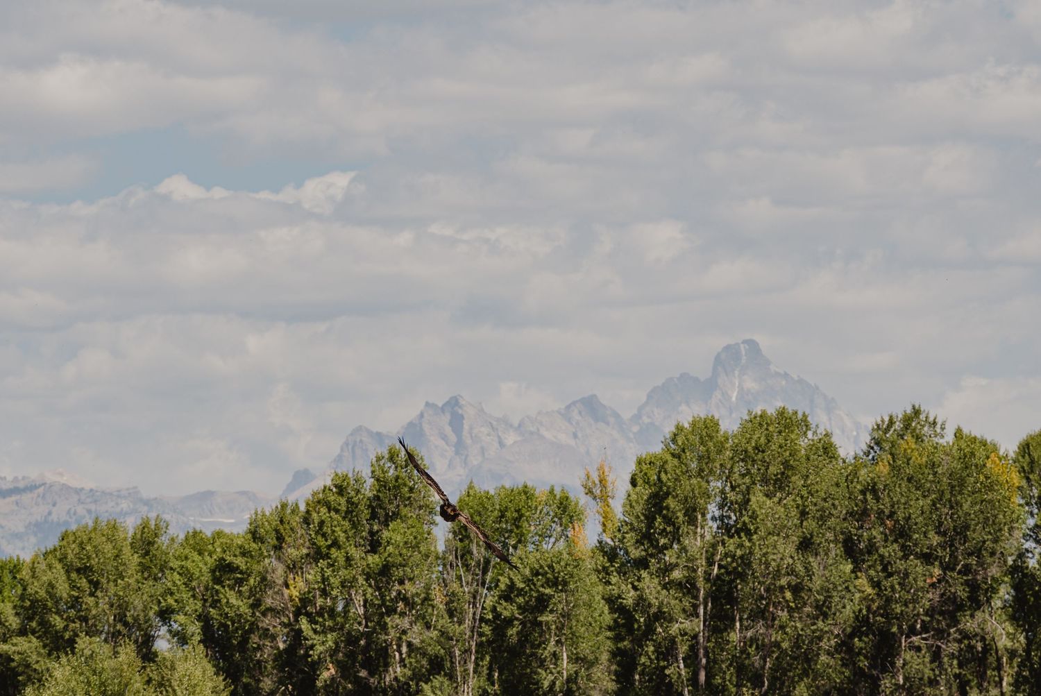 A scenic mountain landscape with green trees in the foreground and snow-capped peaks under cloudy skies.