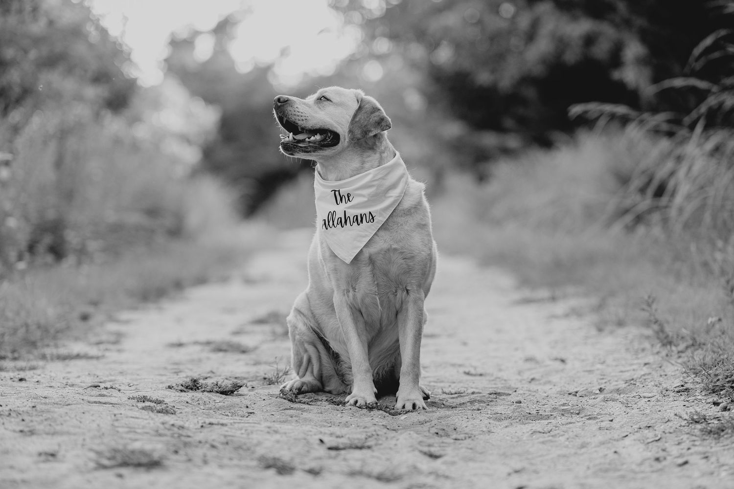 Black and white photo of a Labrador Retriever sitting on a dirt path wearing a bandana, surrounded by nature.