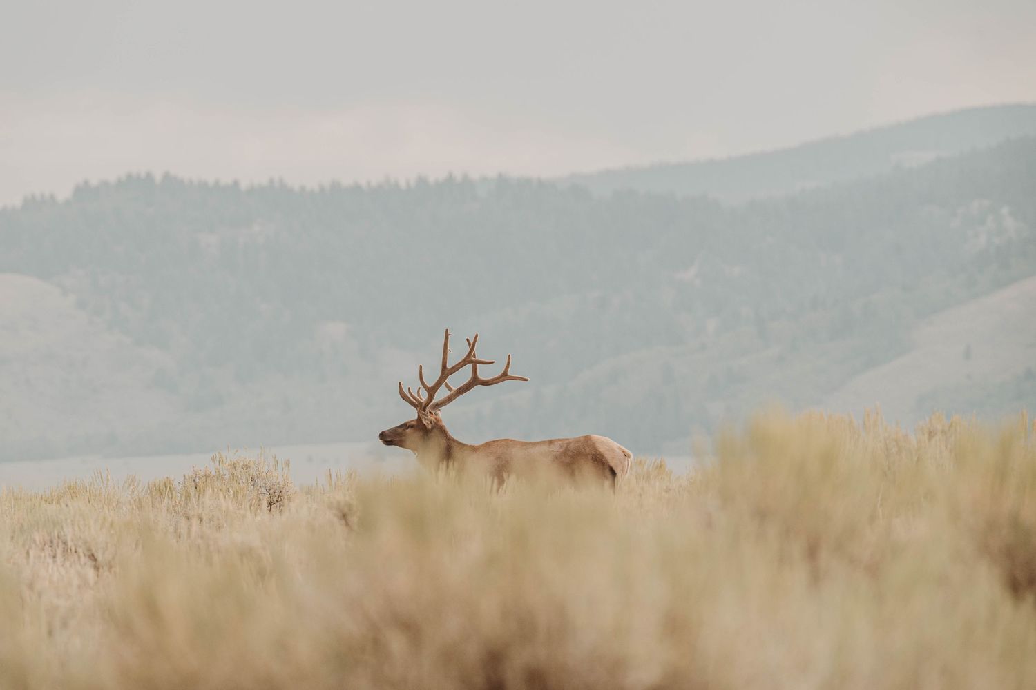 A lone elk stands alert in a misty field with mountains rising in the distance.