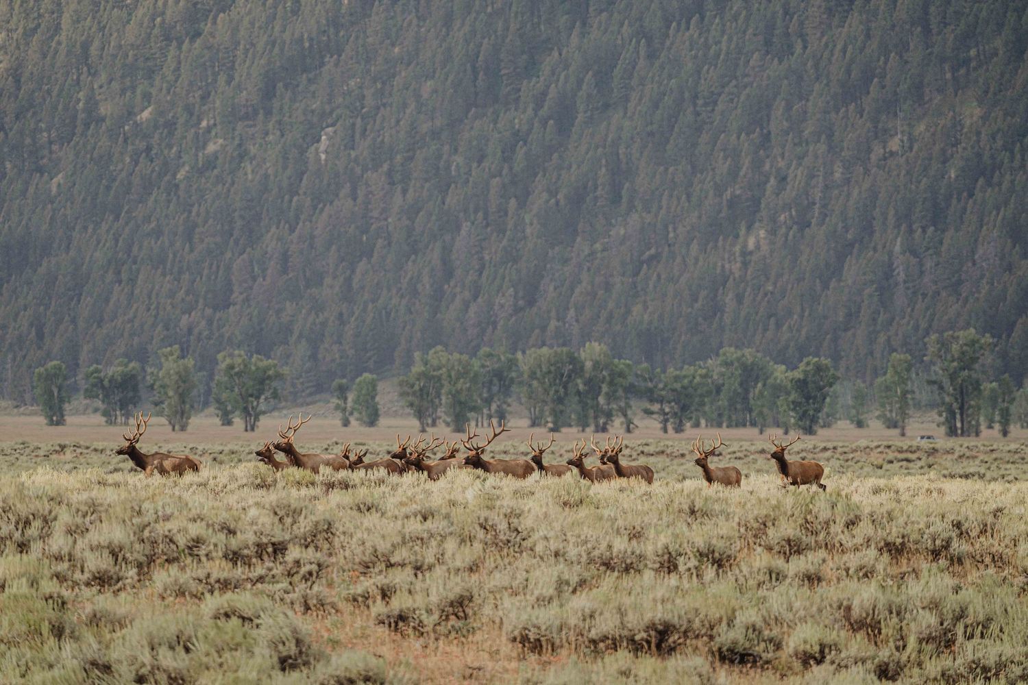 Herd of elk grazing in open grassland with forested mountains in background.