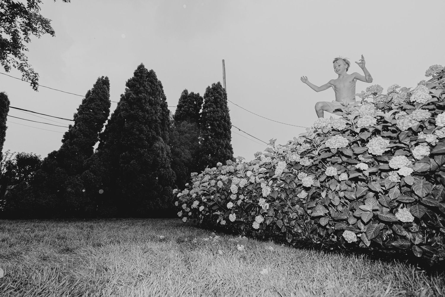 Black and white photo of a garden statue atop a lush flower hedge with tall cypress trees in the background.